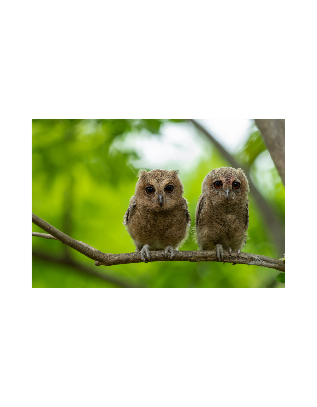 picture of an owl