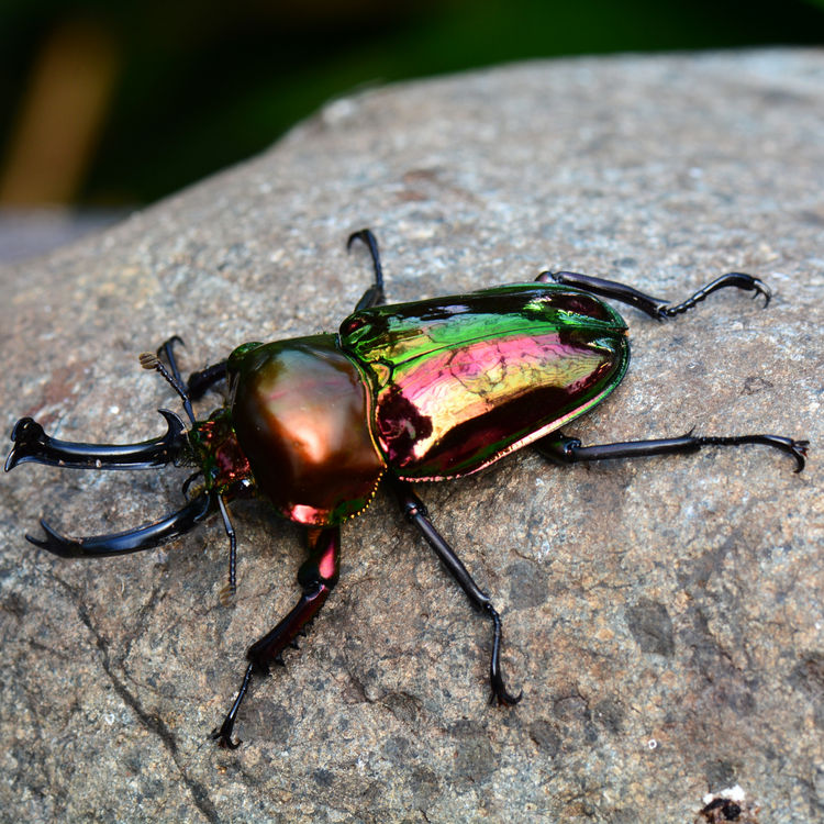Rainbow stag beetle on a gray colored rock to indicate the collection is for bug lovers, entomologists, insect fans, and anybody else who likes creepy crawlies.