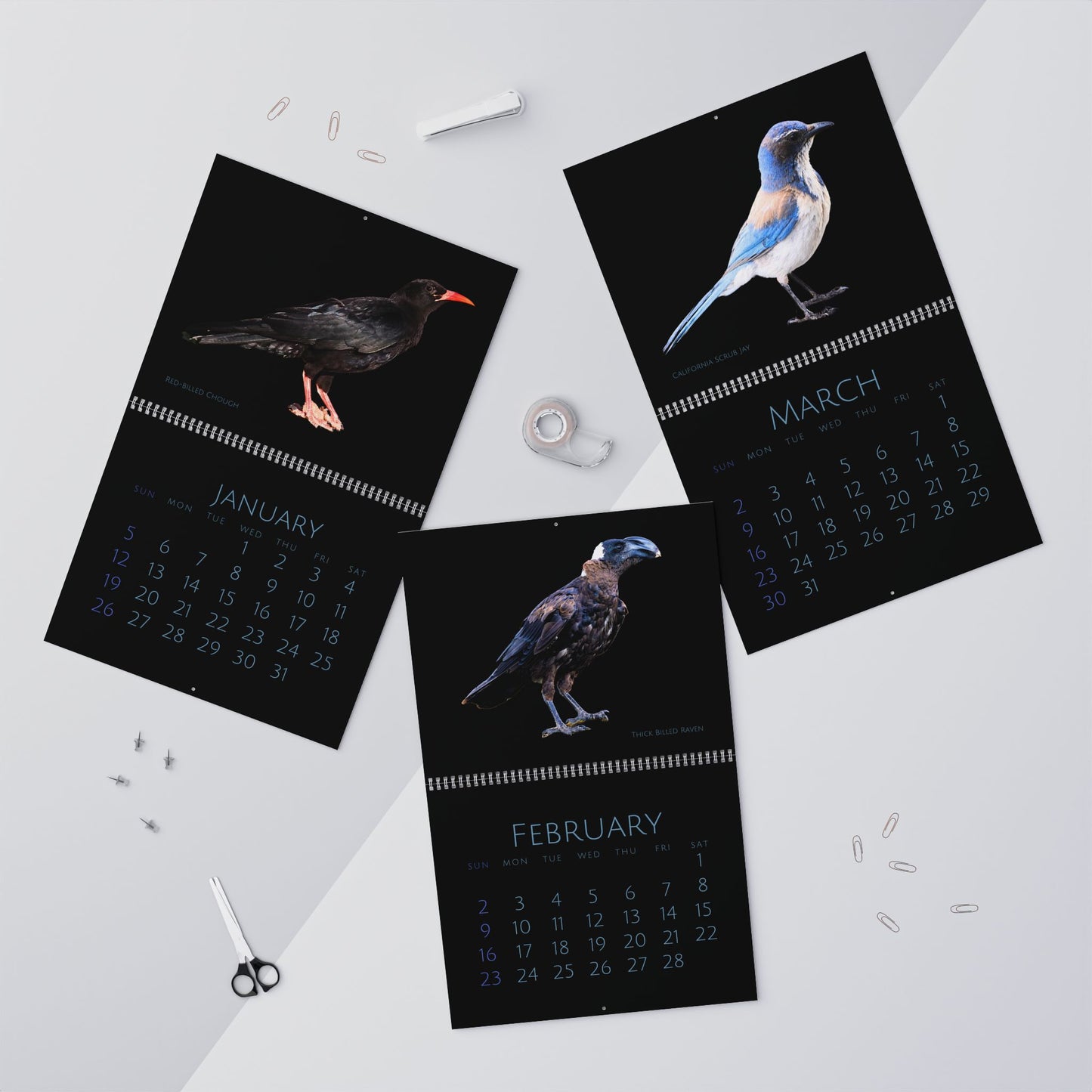 Cool Corvids of 2025 Wall Calendar