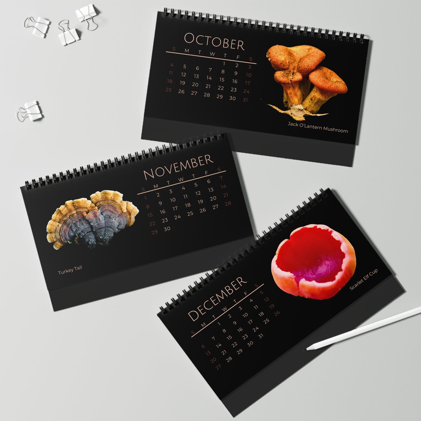 Magical Mushrooms of 2026 Desktop Calendar