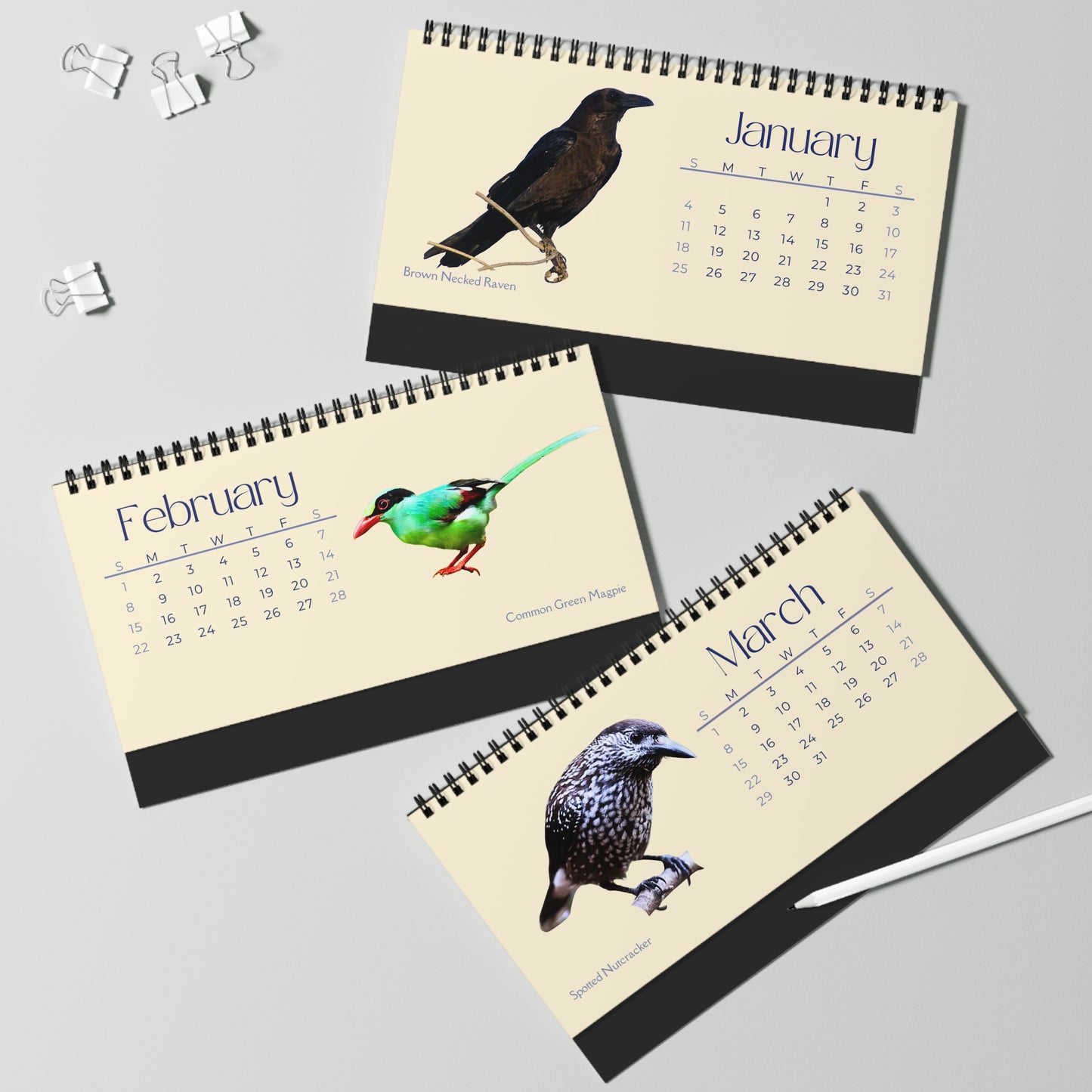 Cool Corvids of 2026 Desktop Calendar