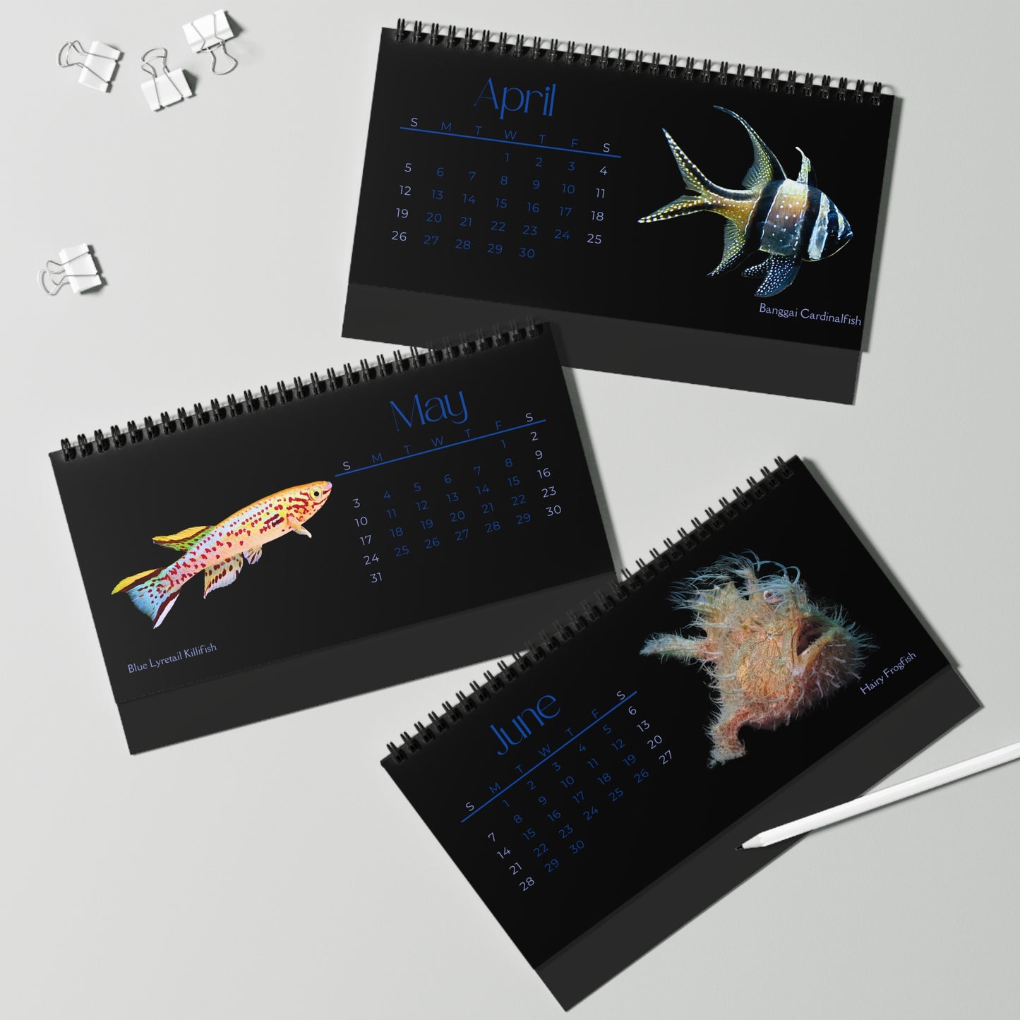 Fabulous Fish of 2026 Desktop Calendar