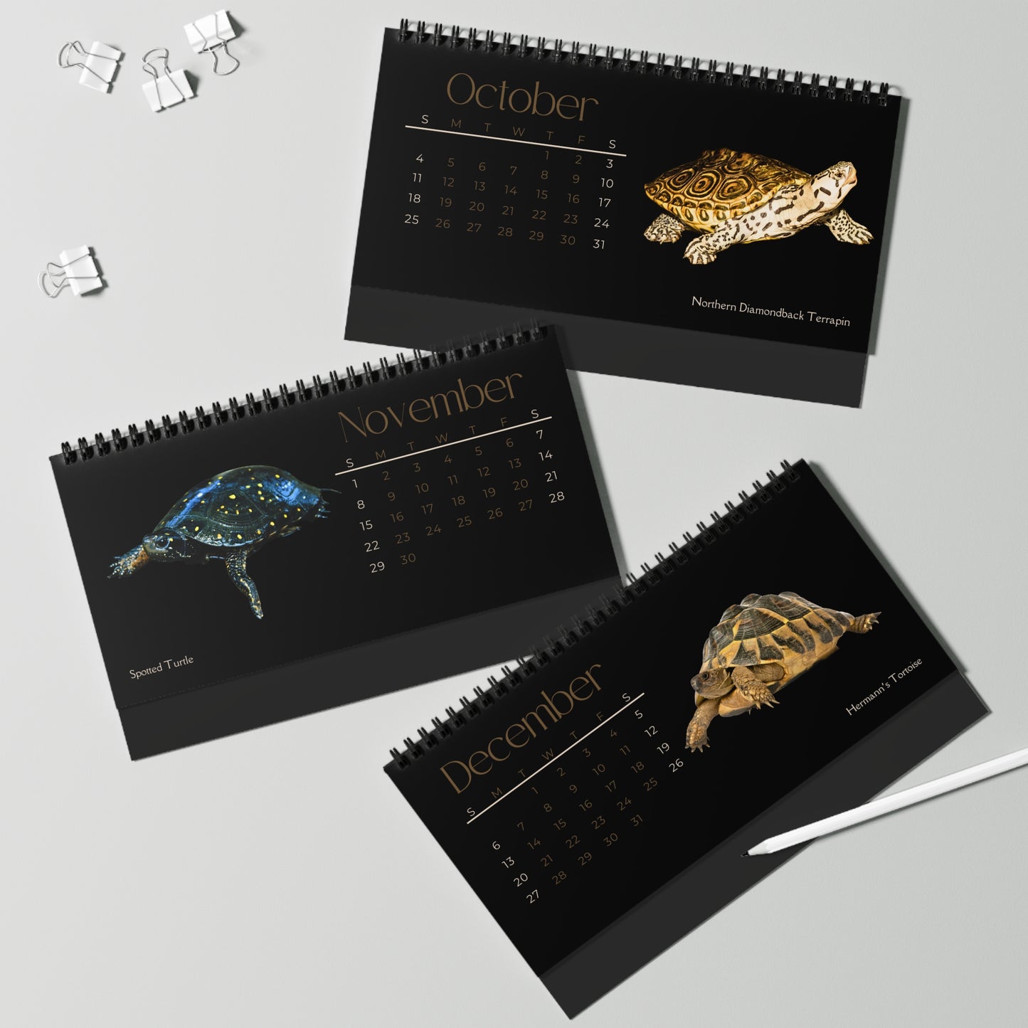 Toughest Turtles of 2026 Desktop Calendar