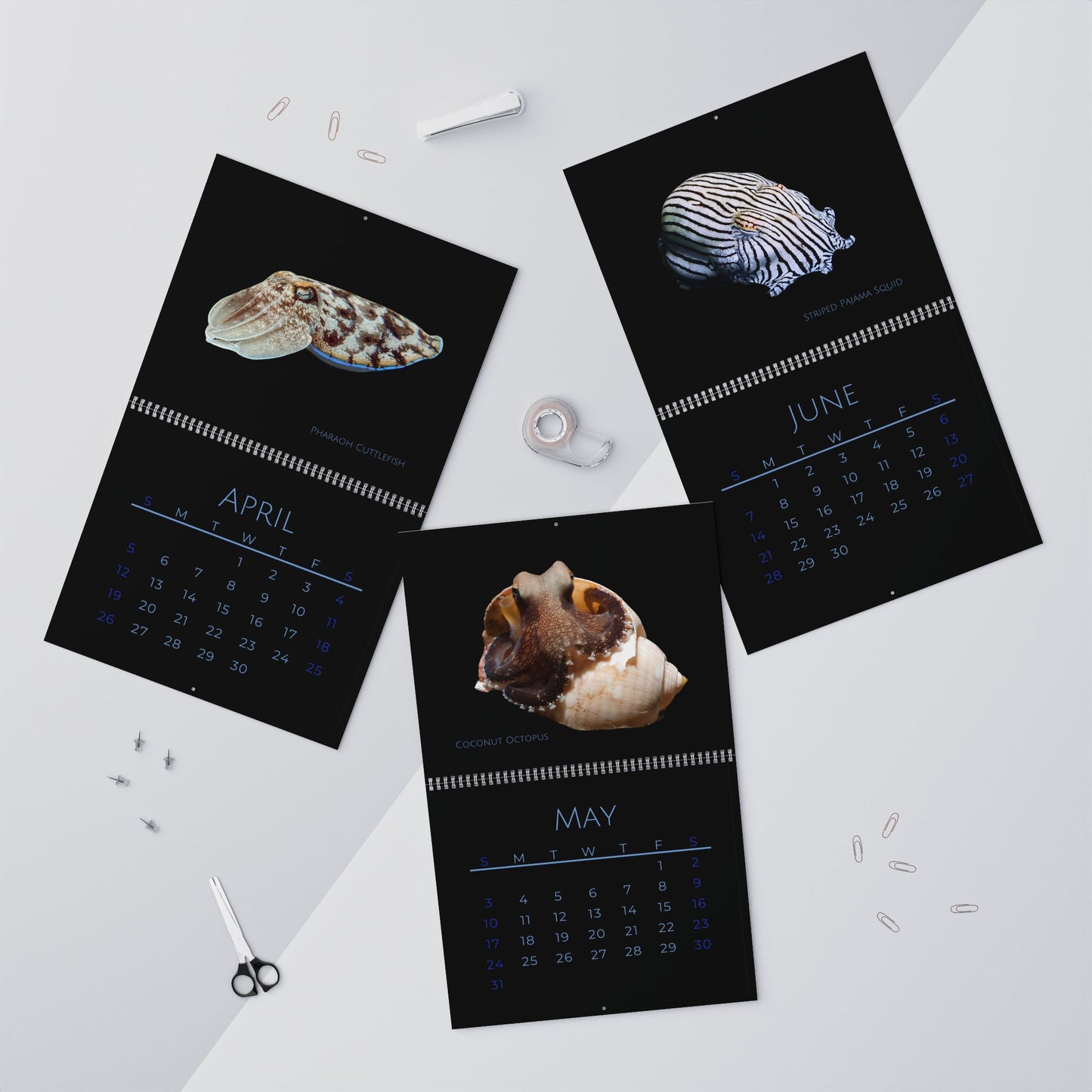 Cephalopods of 2026 Wall Calendar
