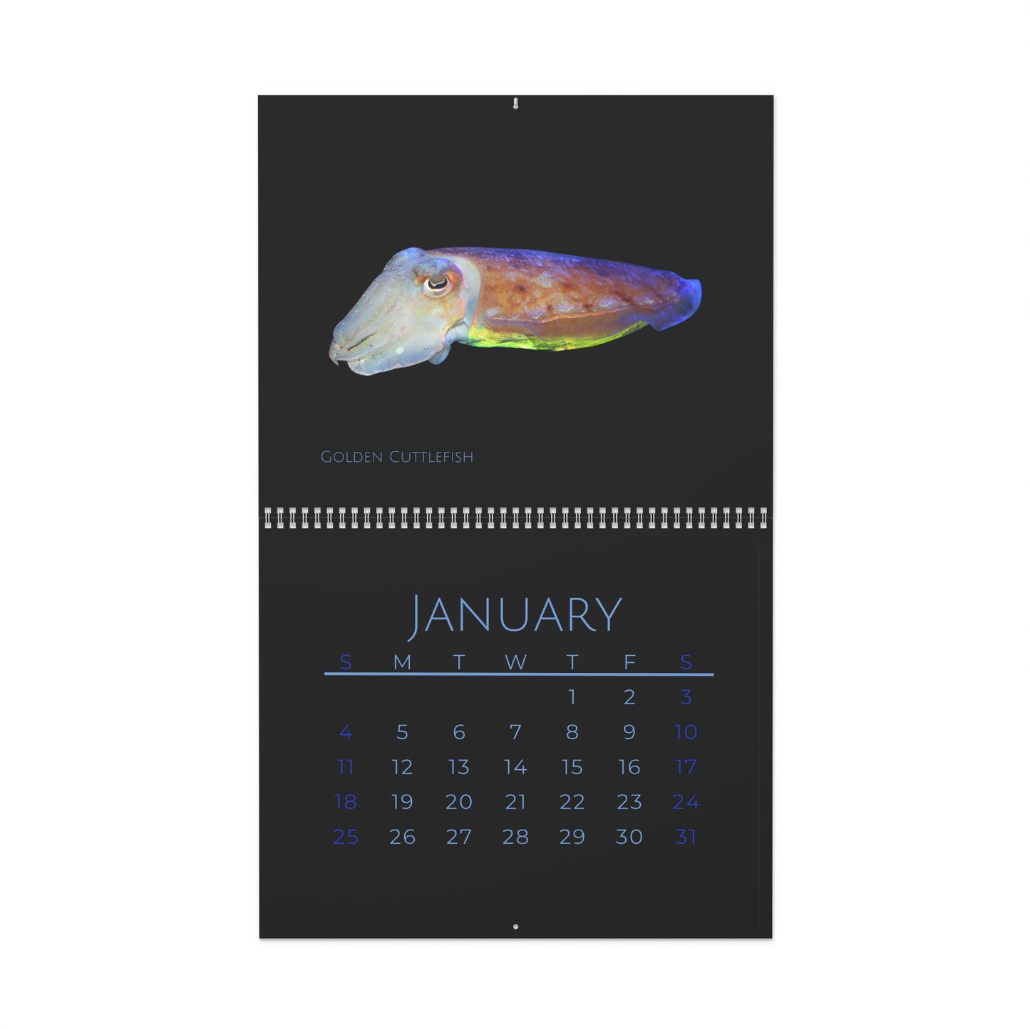 Cephalopods of 2026 Wall Calendar