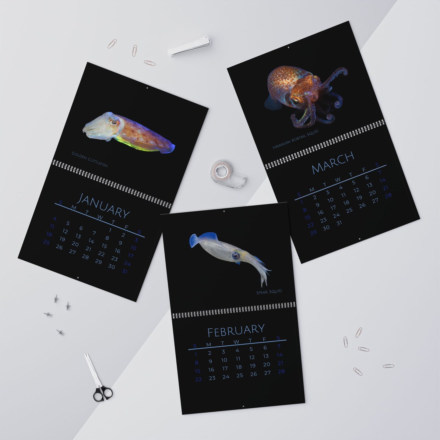 Cephalopods of 2026 Wall Calendar