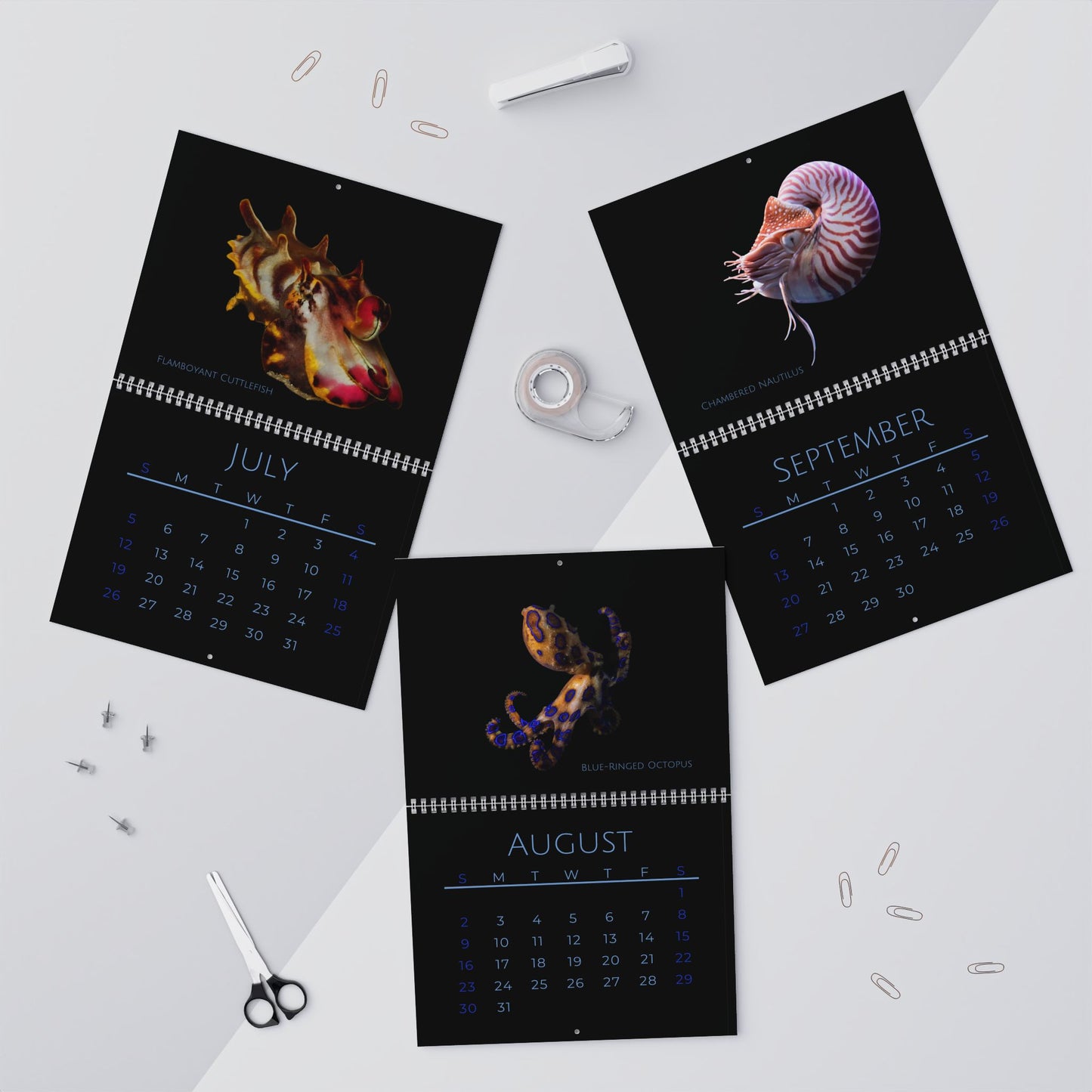 Cephalopods of 2026 Wall Calendar