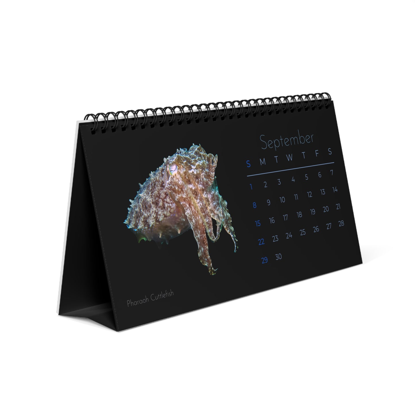 Cephalopods of 2024 Desk Calendar