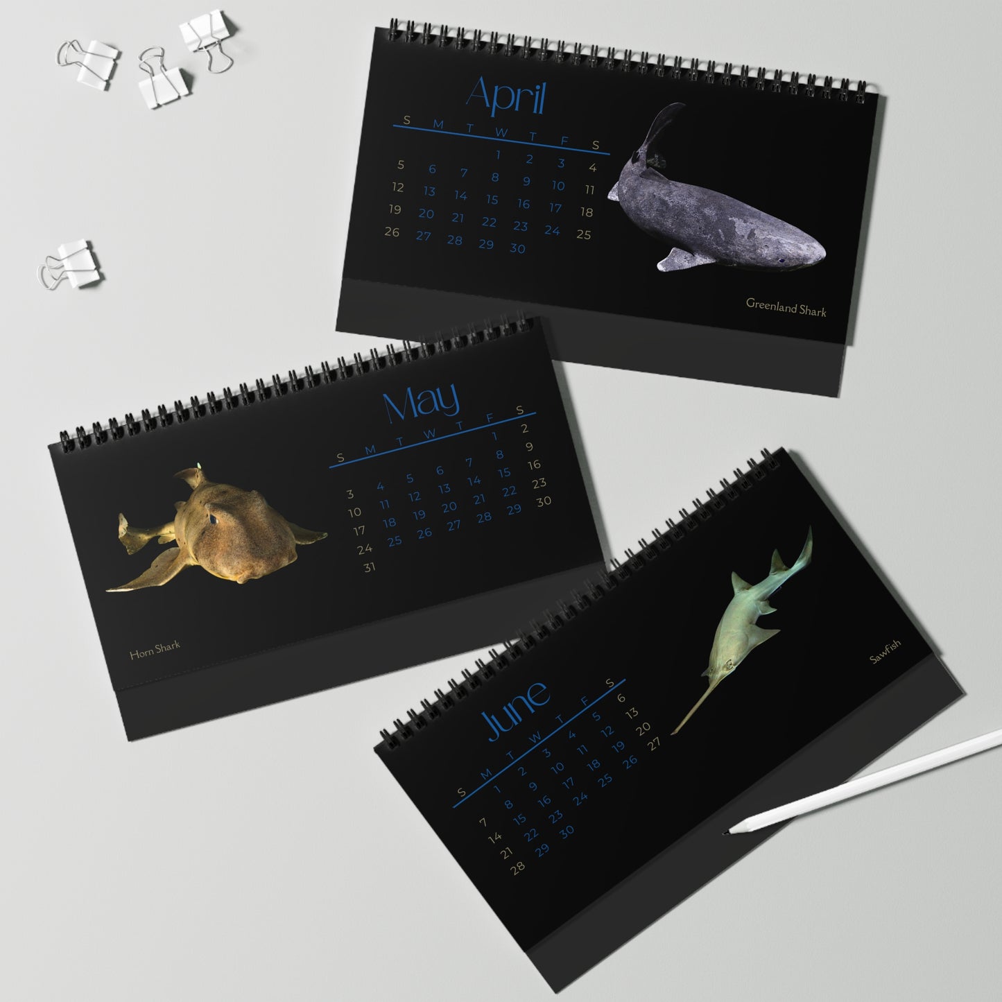 Sharks & Rays of. 2026 Desktop Calendar