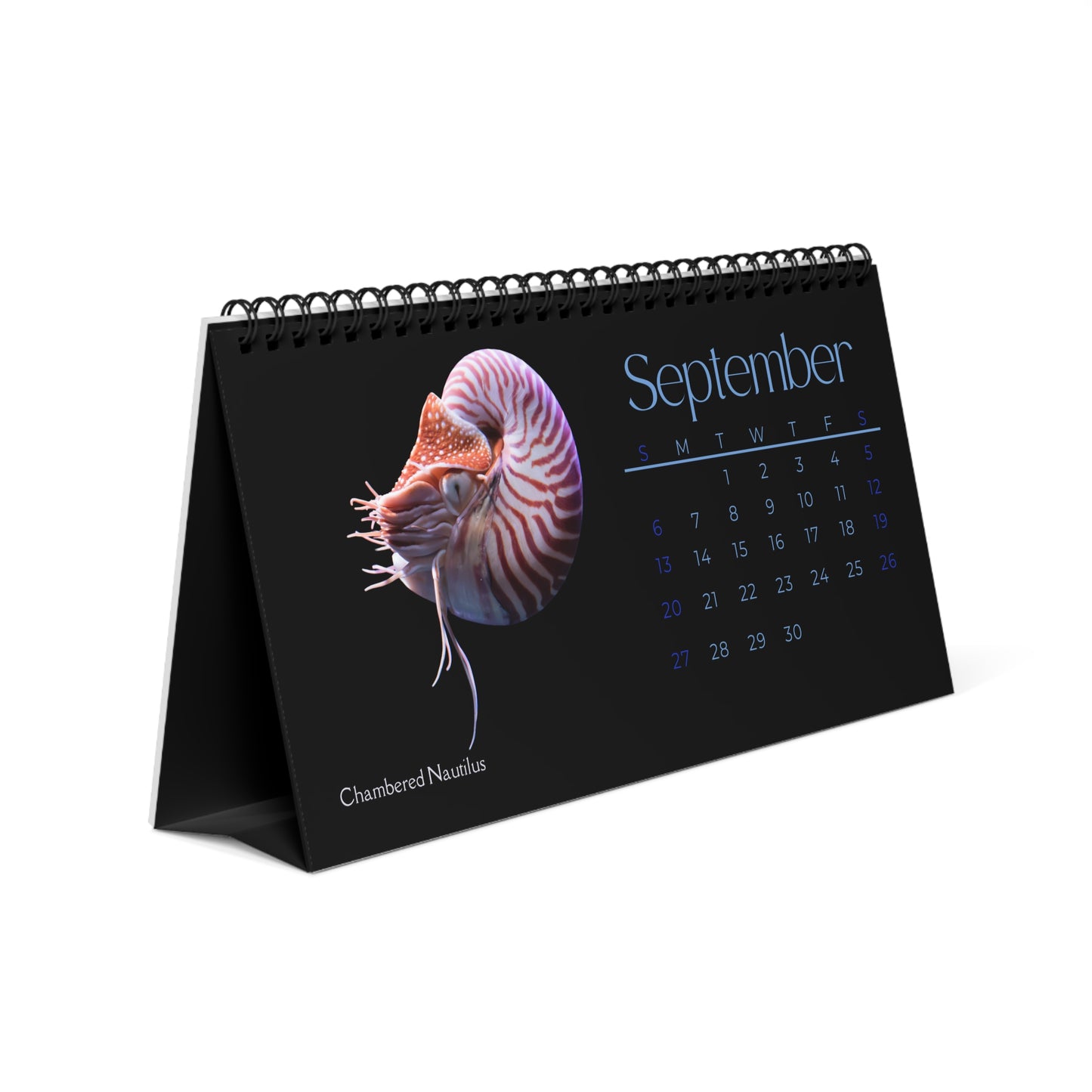 Cephalopods of 2026 Desktop Calendar
