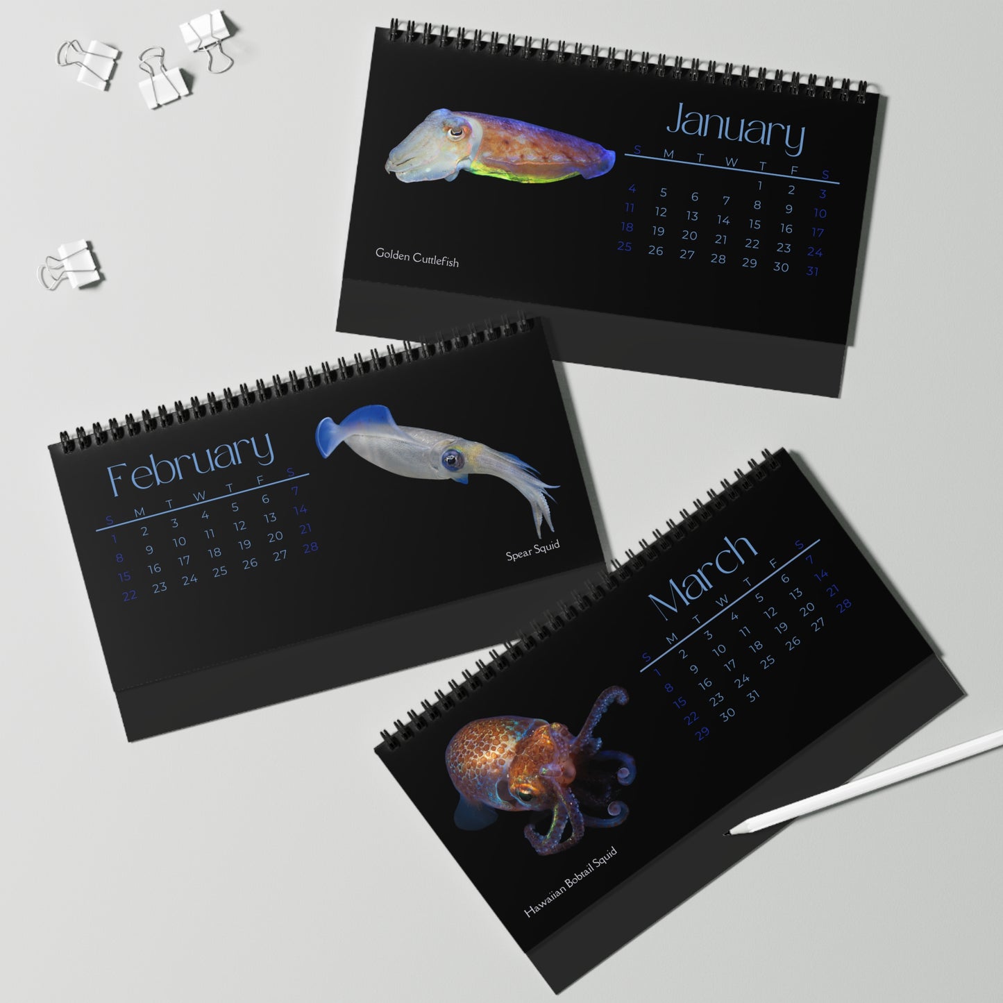Cephalopods of 2026 Desktop Calendar