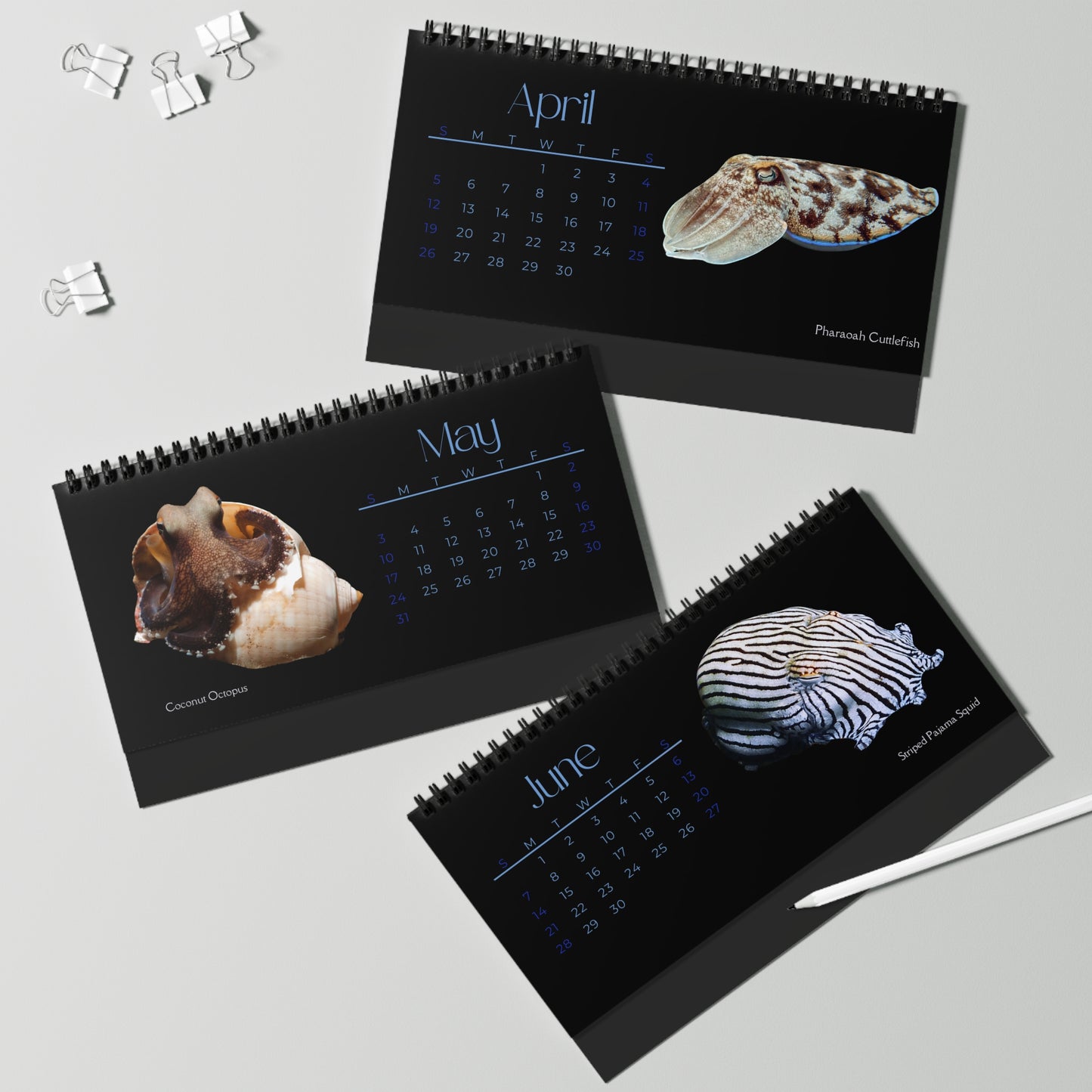 Cephalopods of 2026 Desktop Calendar