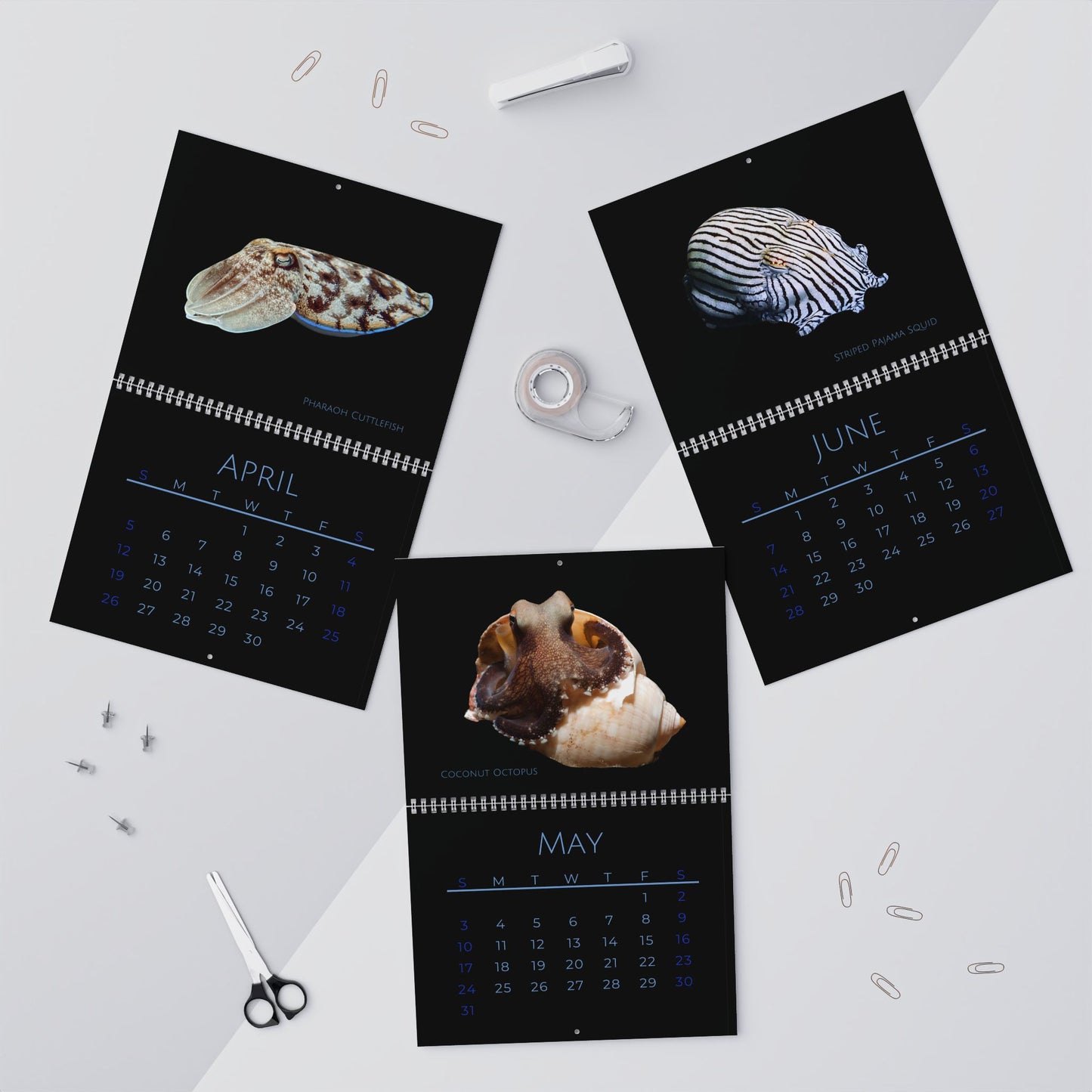 Cephalopods of 2026 Wall Calendar