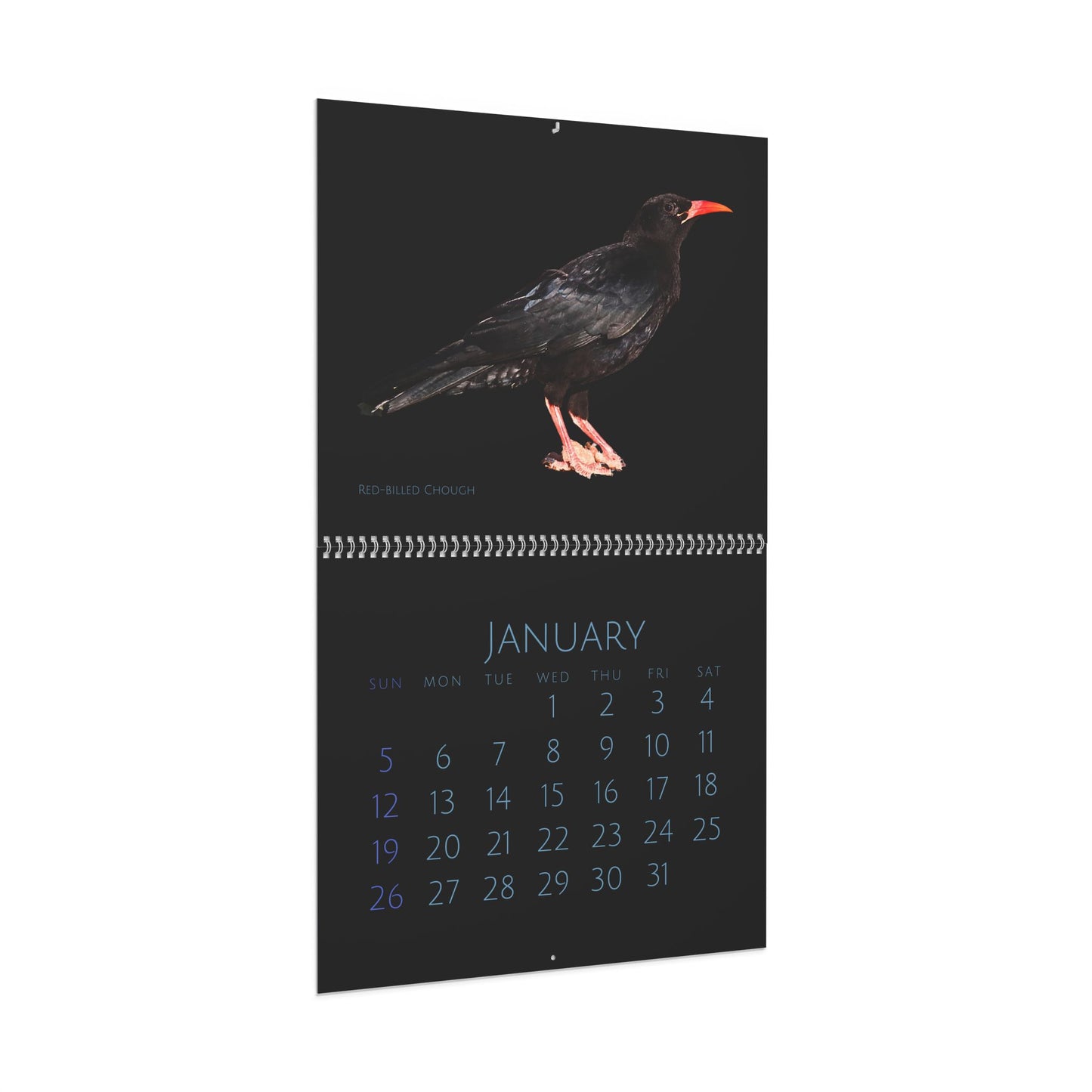 Cool Corvids of 2025 Wall Calendar