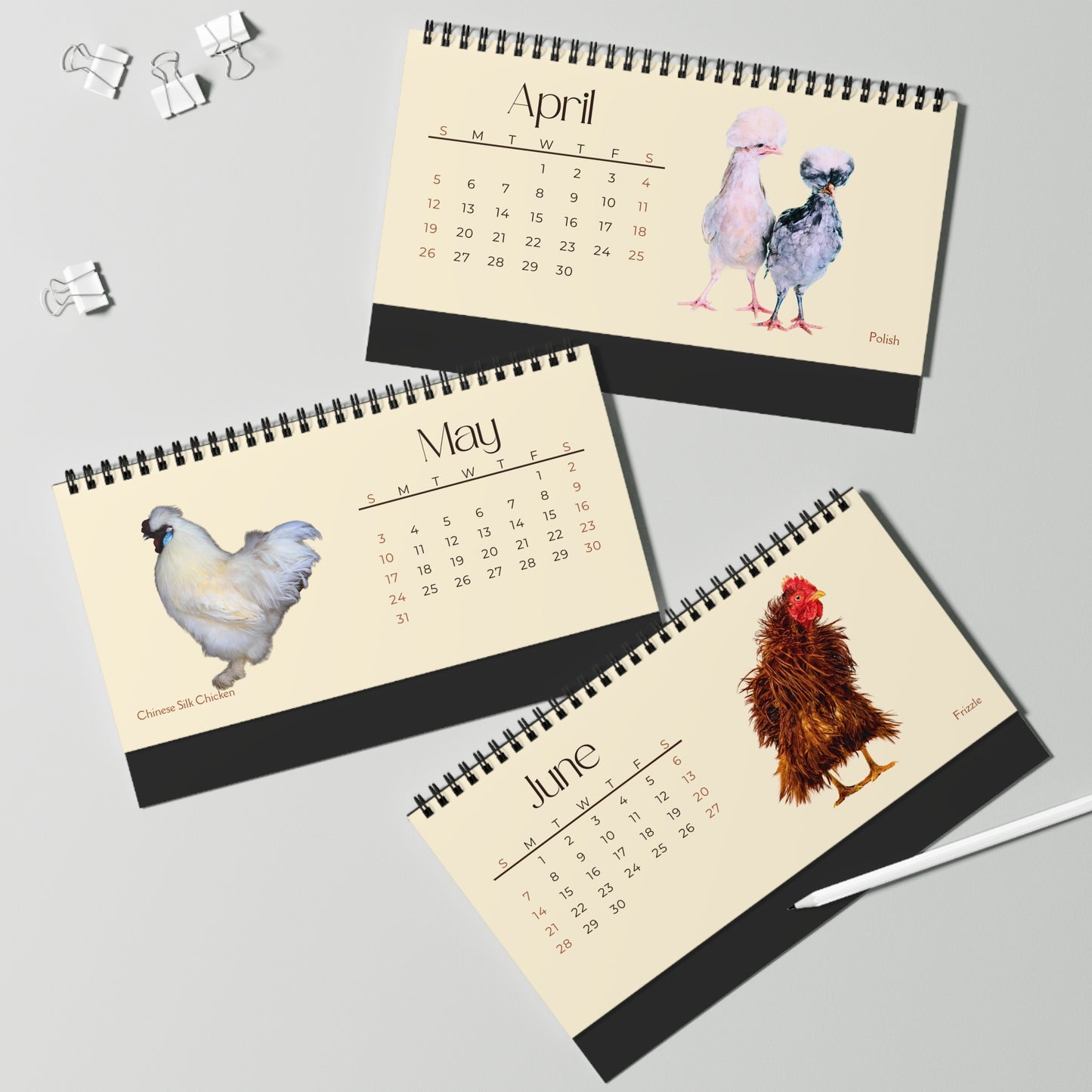 Charming Chickens of 2026 Desktop Calendar