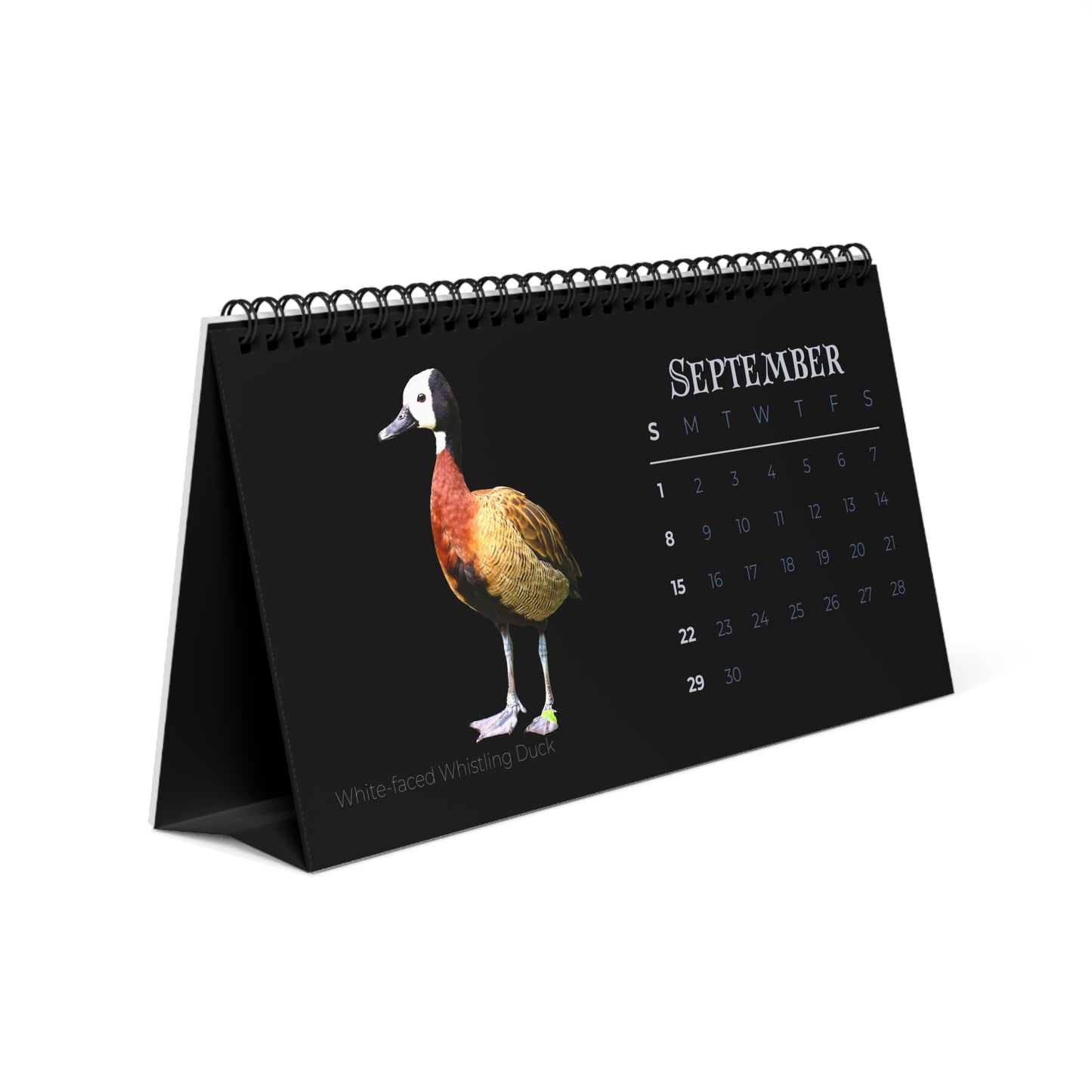 Dapper Ducks of 2024 Desktop Calendar