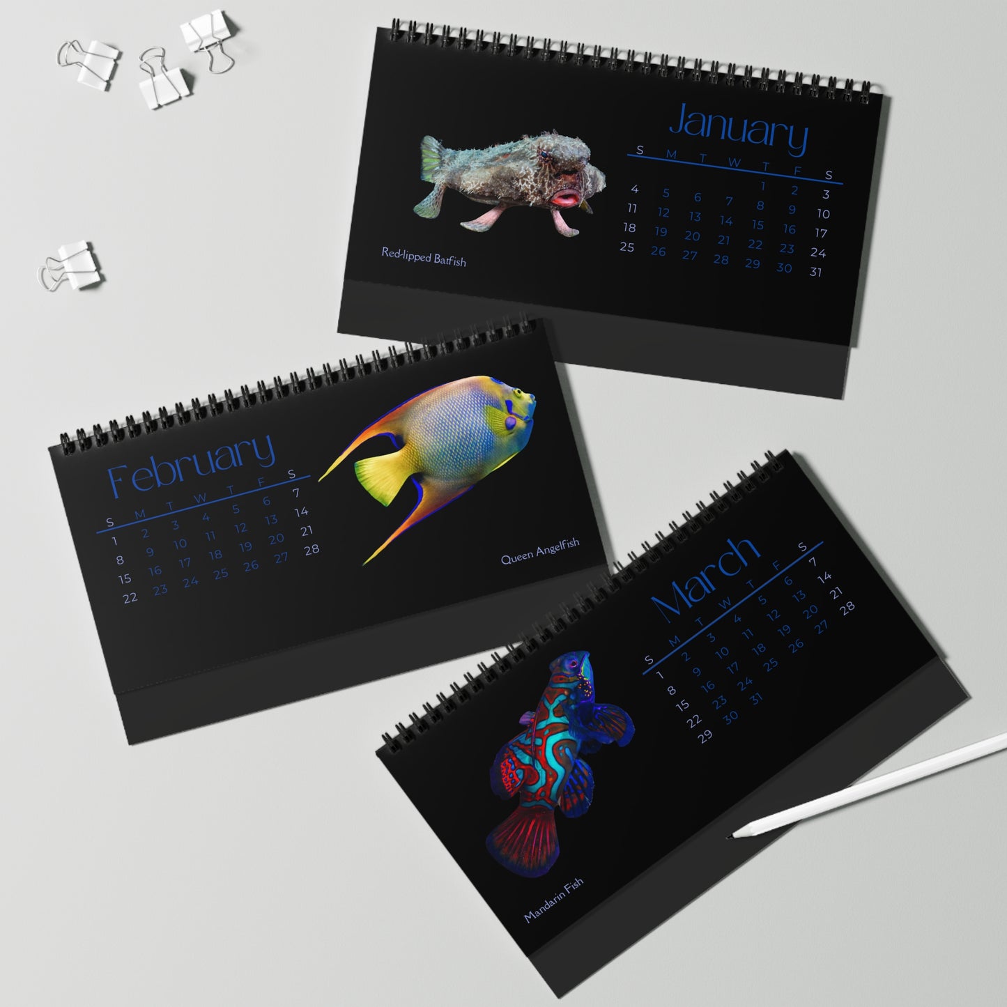 Fabulous Fish of 2026 Desktop Calendar