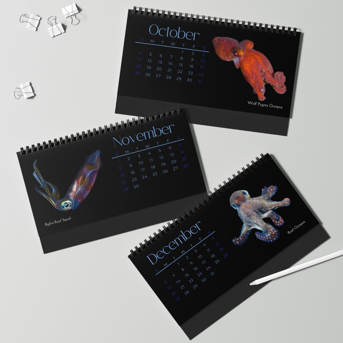 Cephalopods of 2026 Desktop Calendar