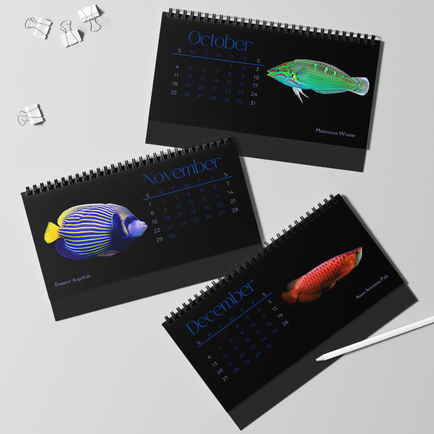 Fabulous Fish of 2026 Desktop Calendar