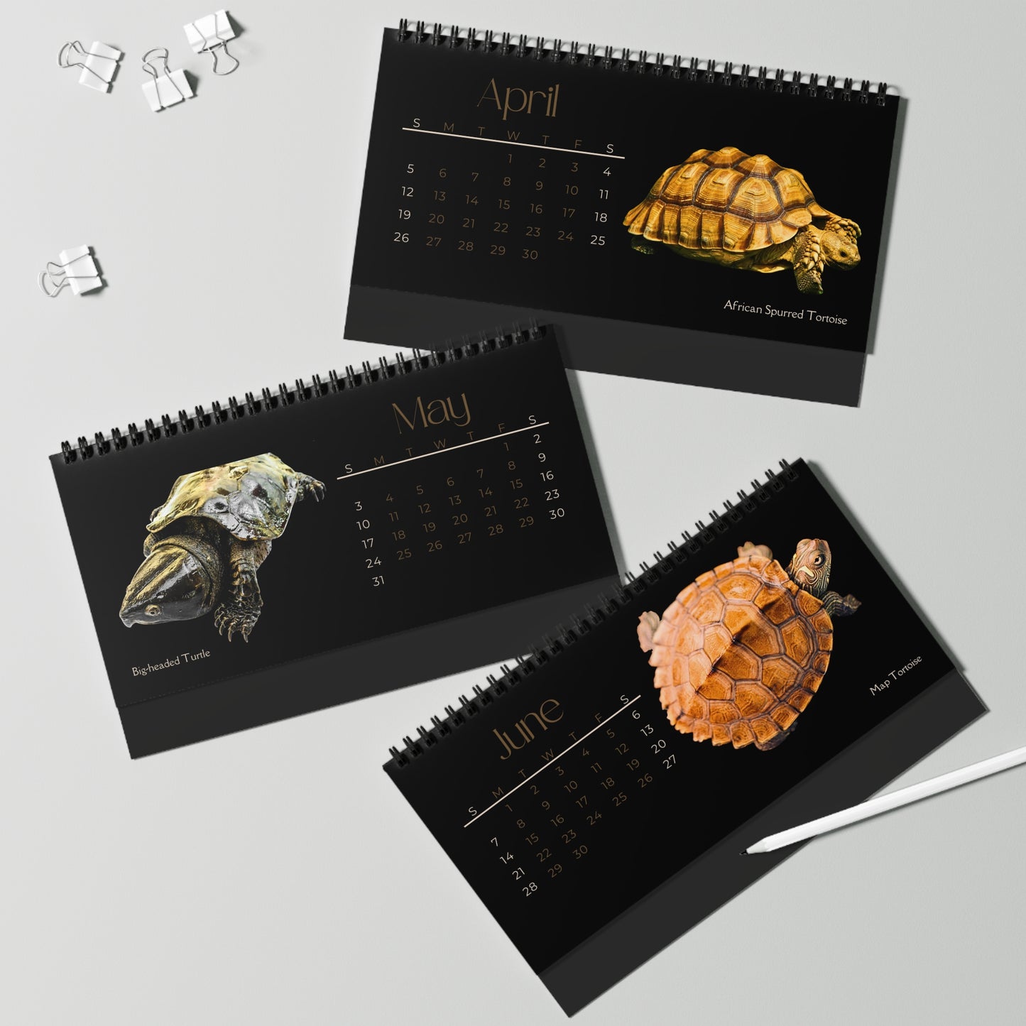 Toughest Turtles of 2026 Desktop Calendar