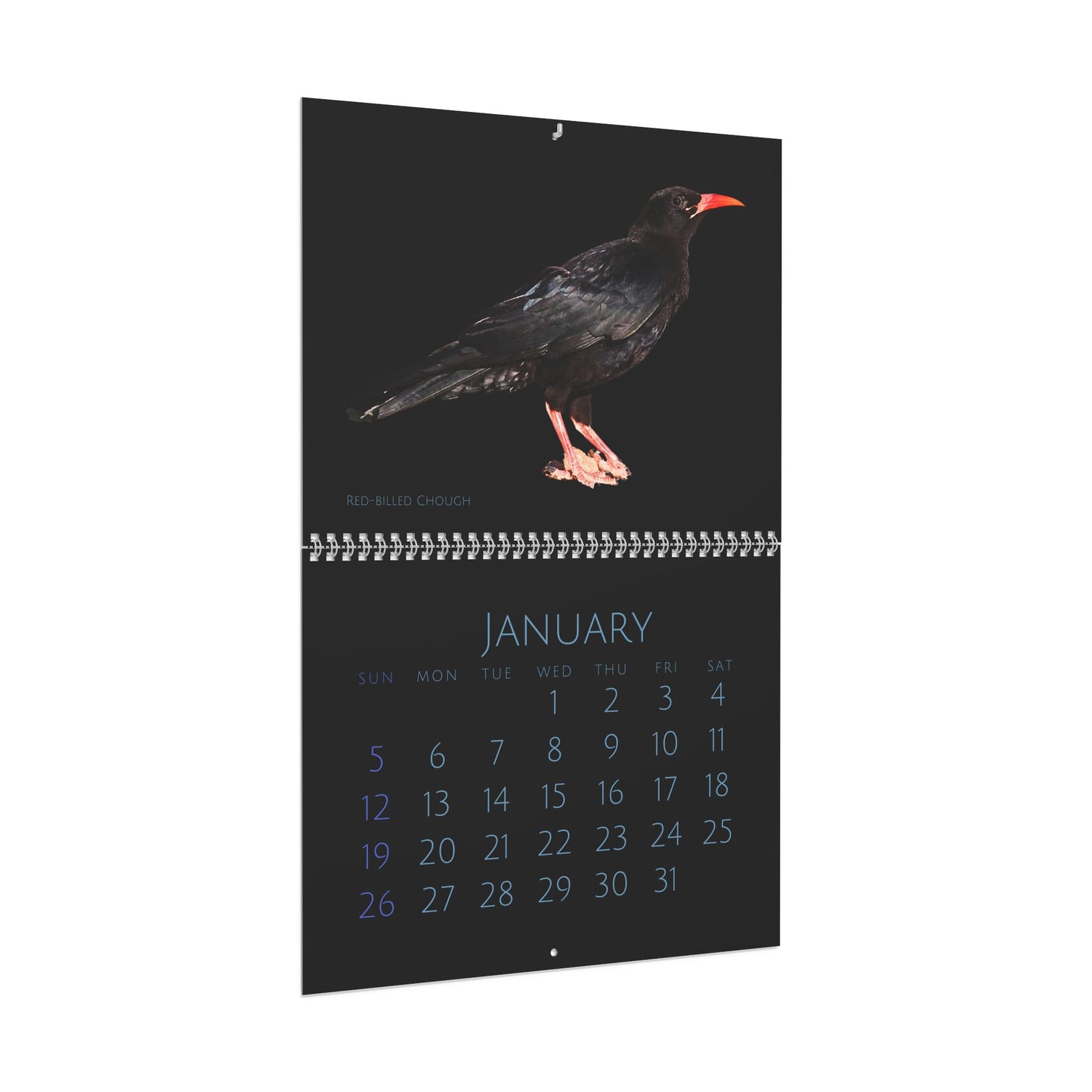 Cool Corvids of 2025 Wall Calendar