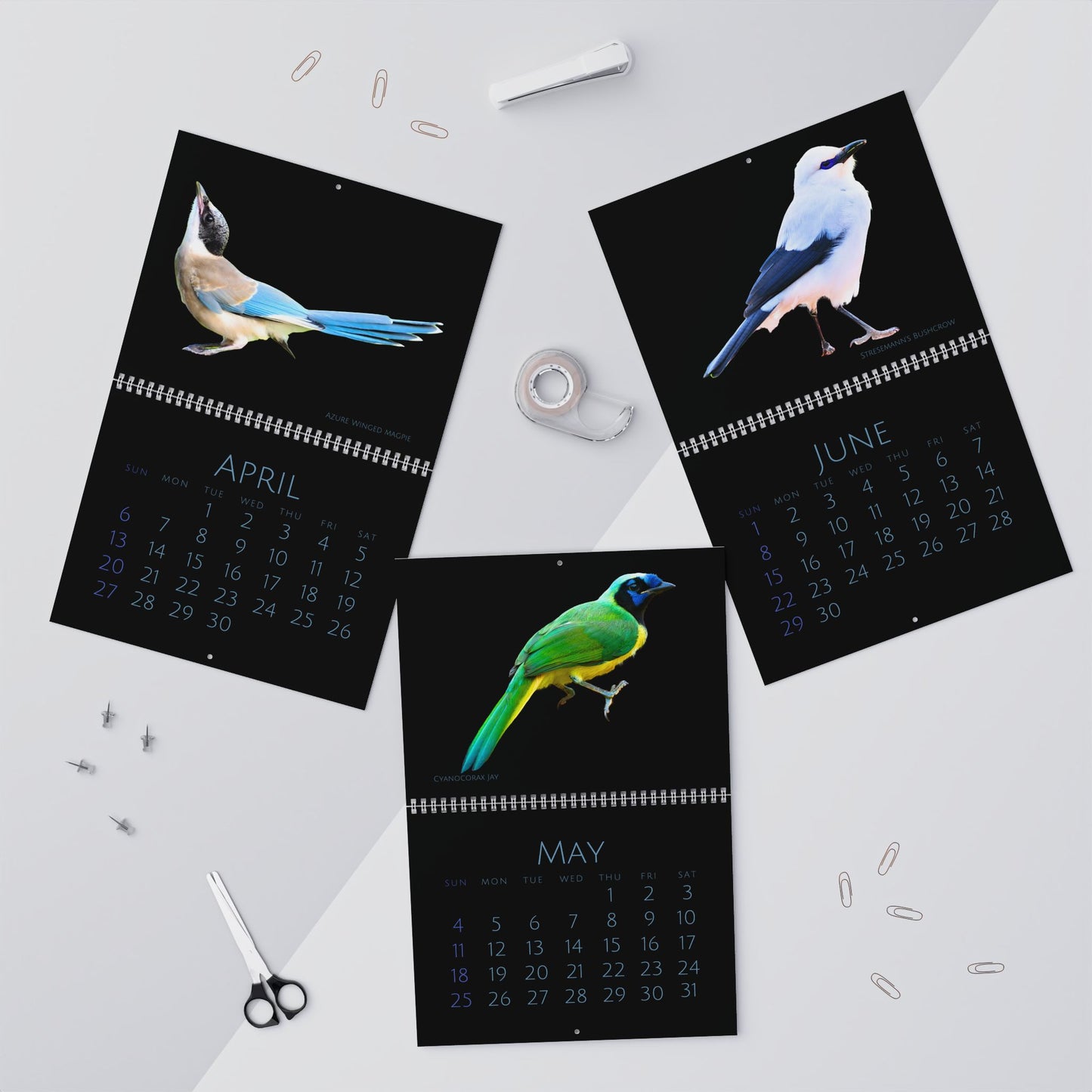 Cool Corvids of 2025 Wall Calendar