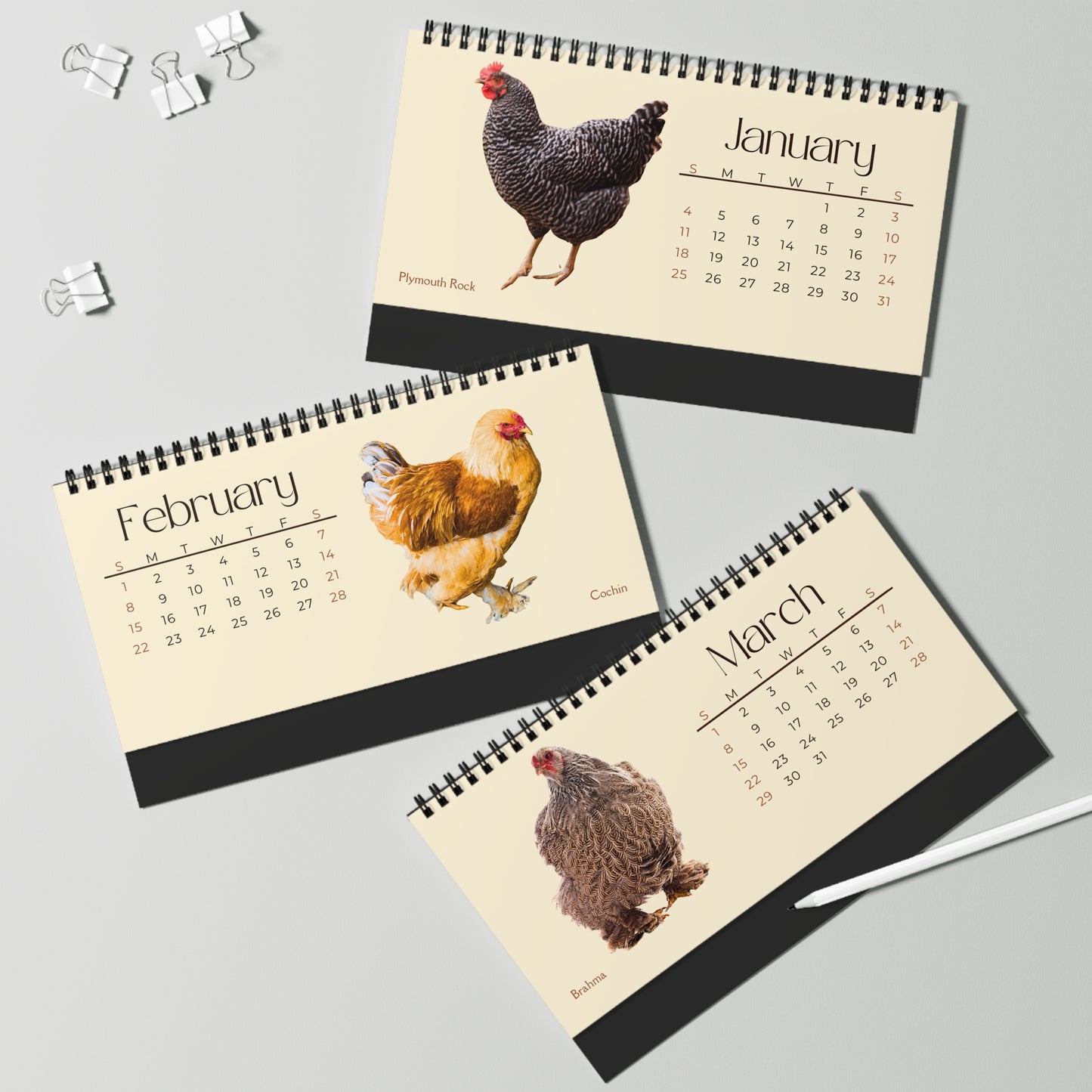 Charming Chickens of 2026 Desktop Calendar