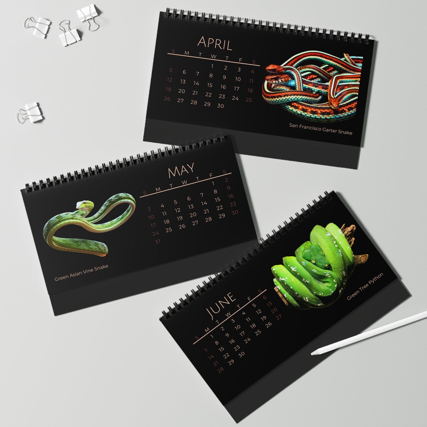 Striking Snakes of 2026 Desktop Calendar