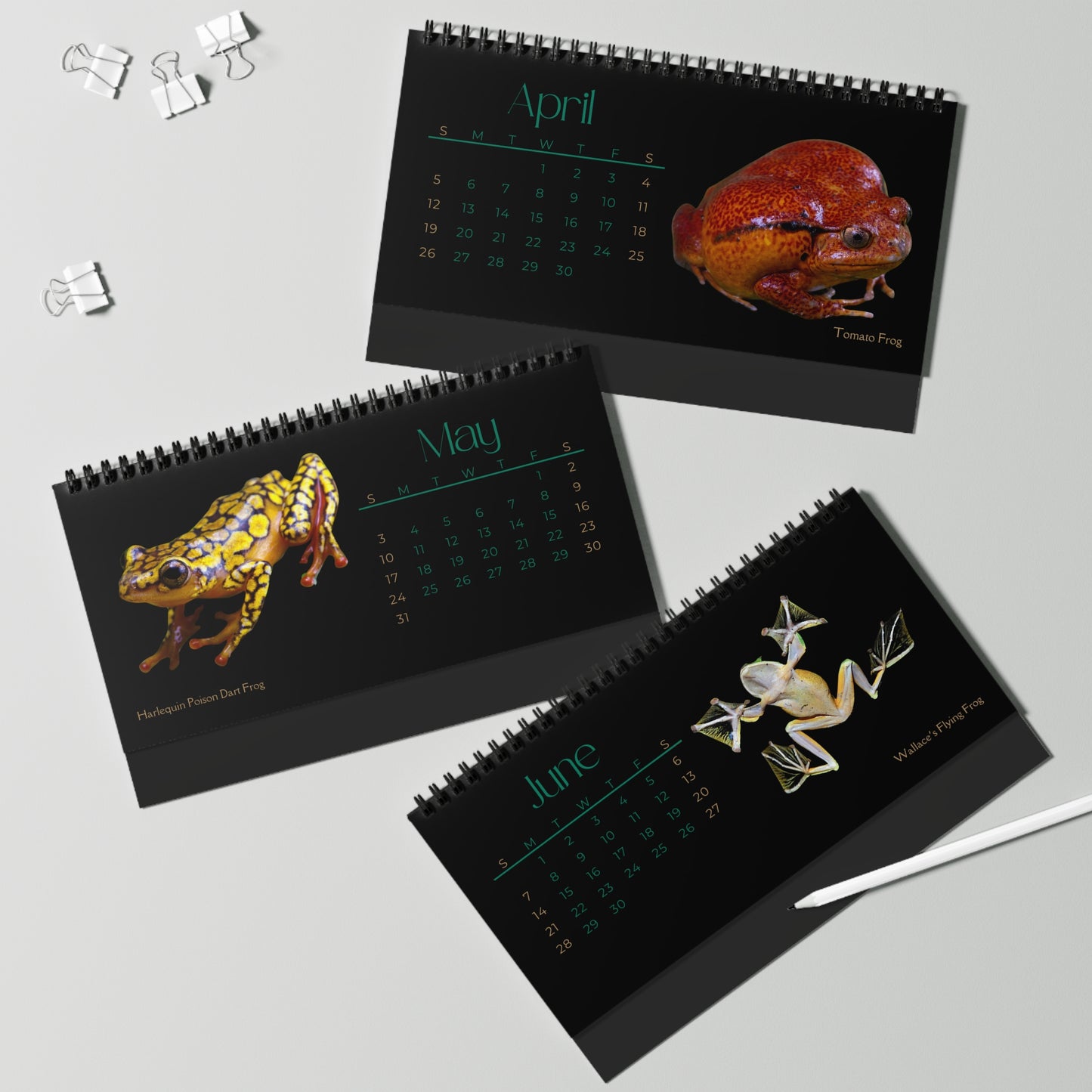 Frogs & Toads of 2026 Desktop Calendar