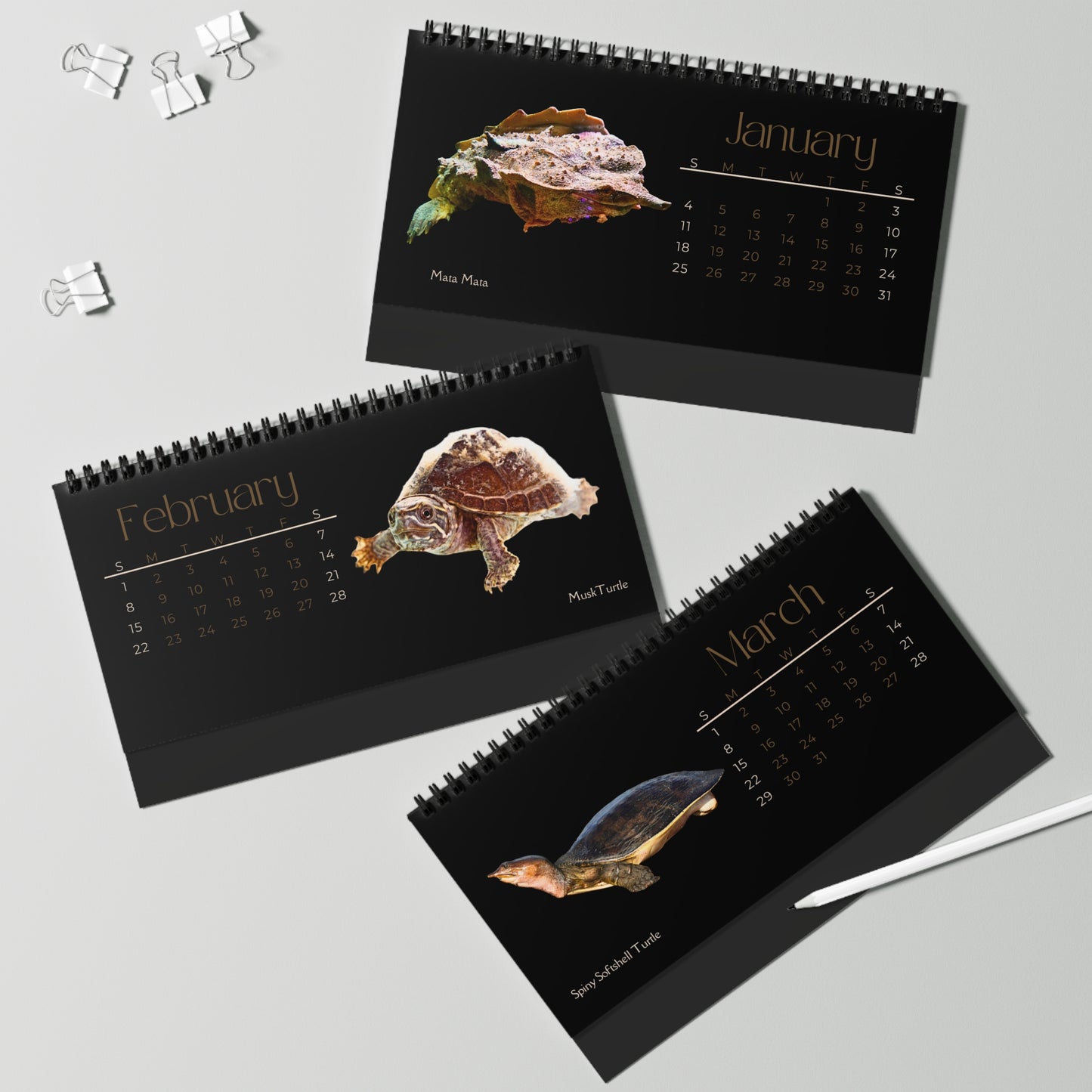 Toughest Turtles of 2026 Desktop Calendar