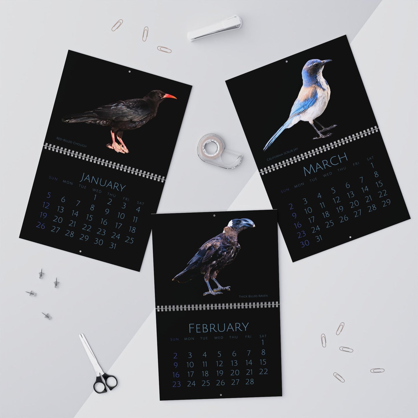 Cool Corvids of 2025 Wall Calendar