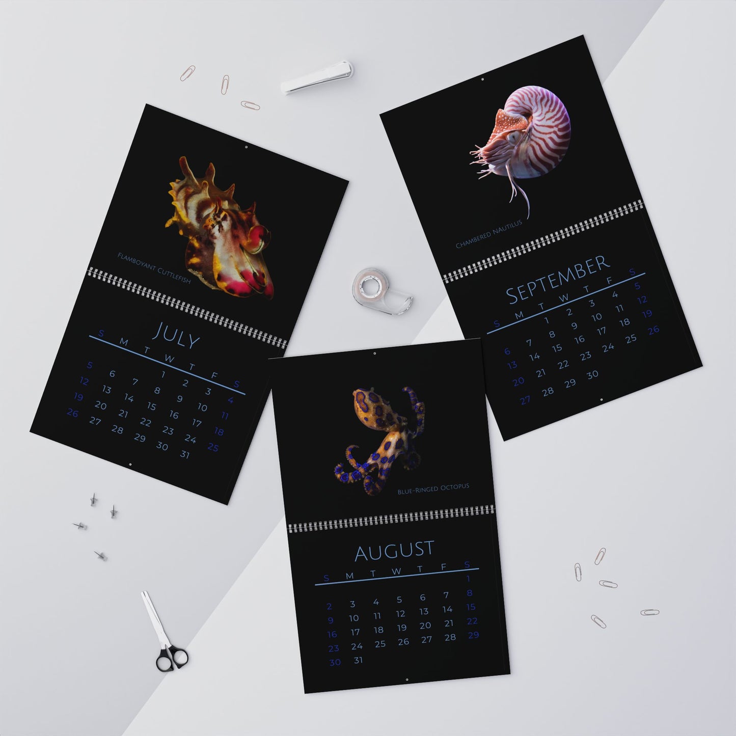 Cephalopods of 2026 Wall Calendar