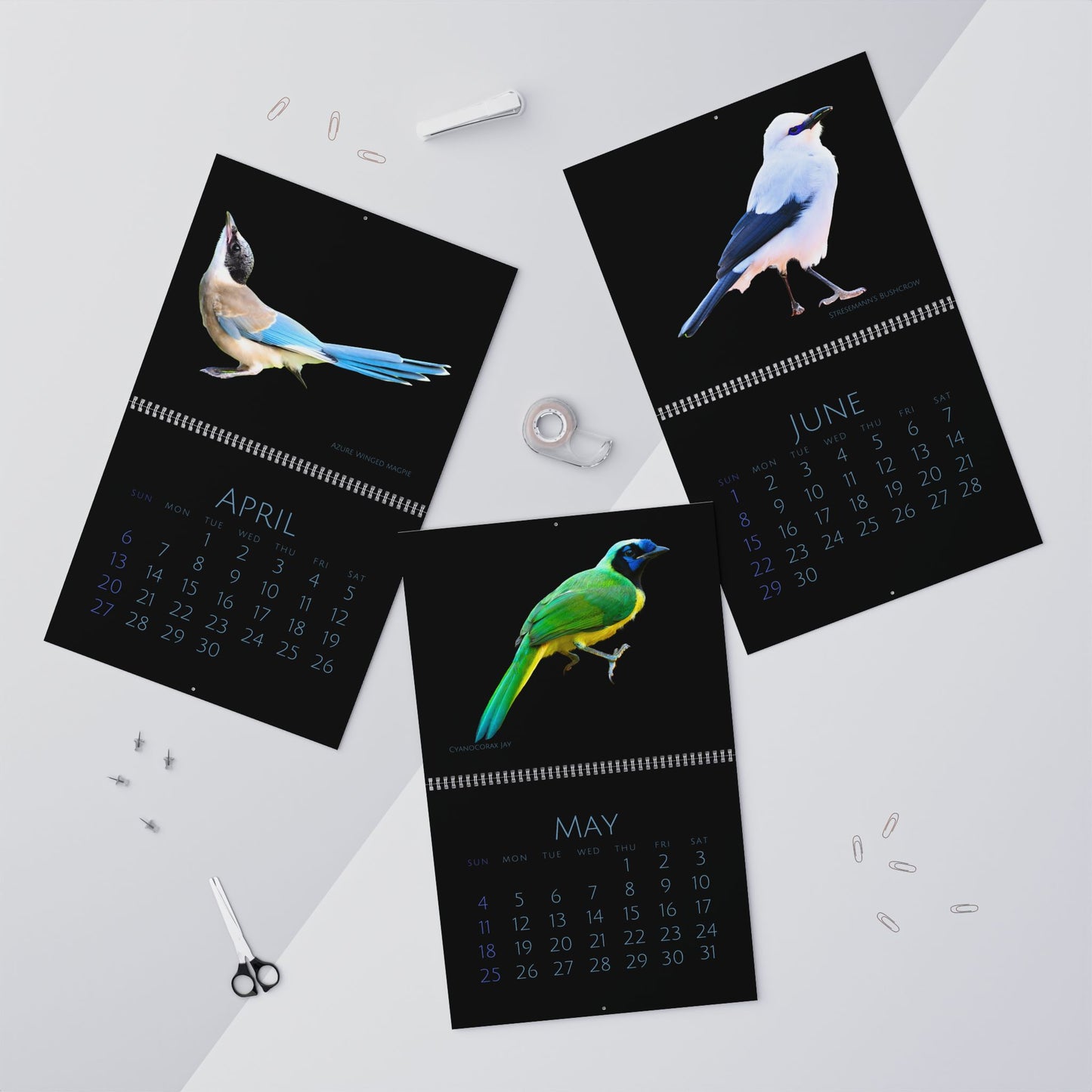 Cool Corvids of 2025 Wall Calendar