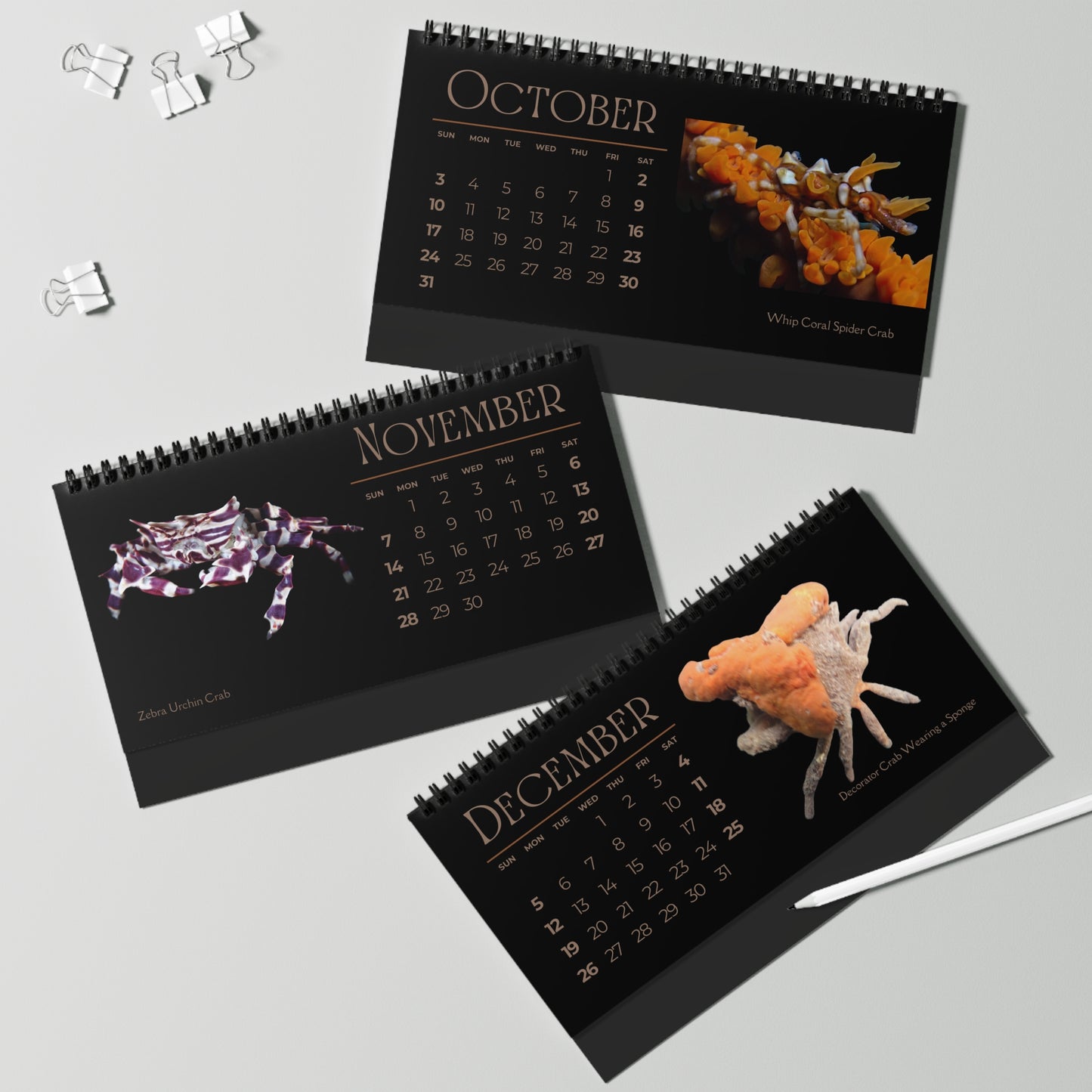 Captivating Crabs of 2027 Desktop Calendar