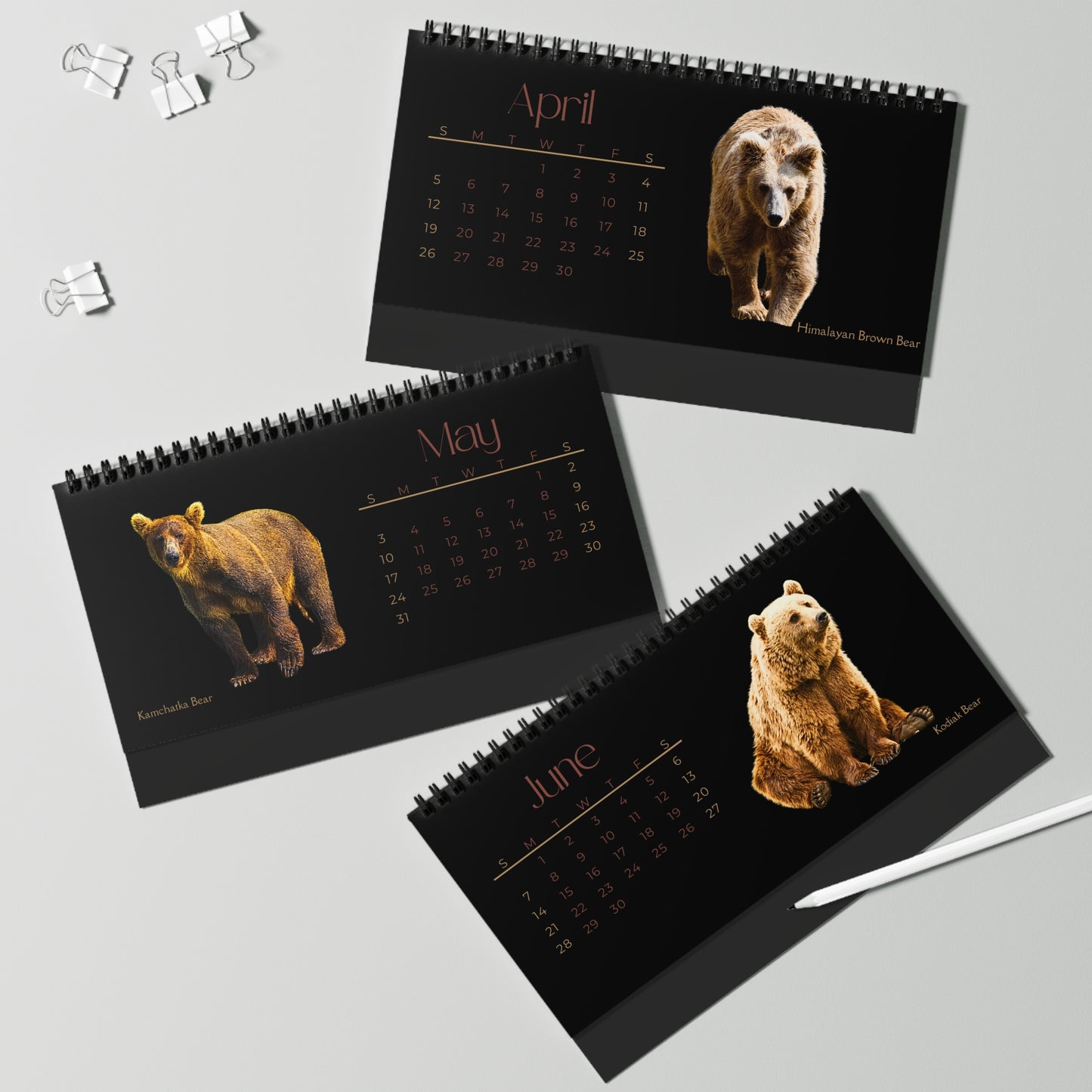 Bodacious Bears of 2026 Desktop Calendar