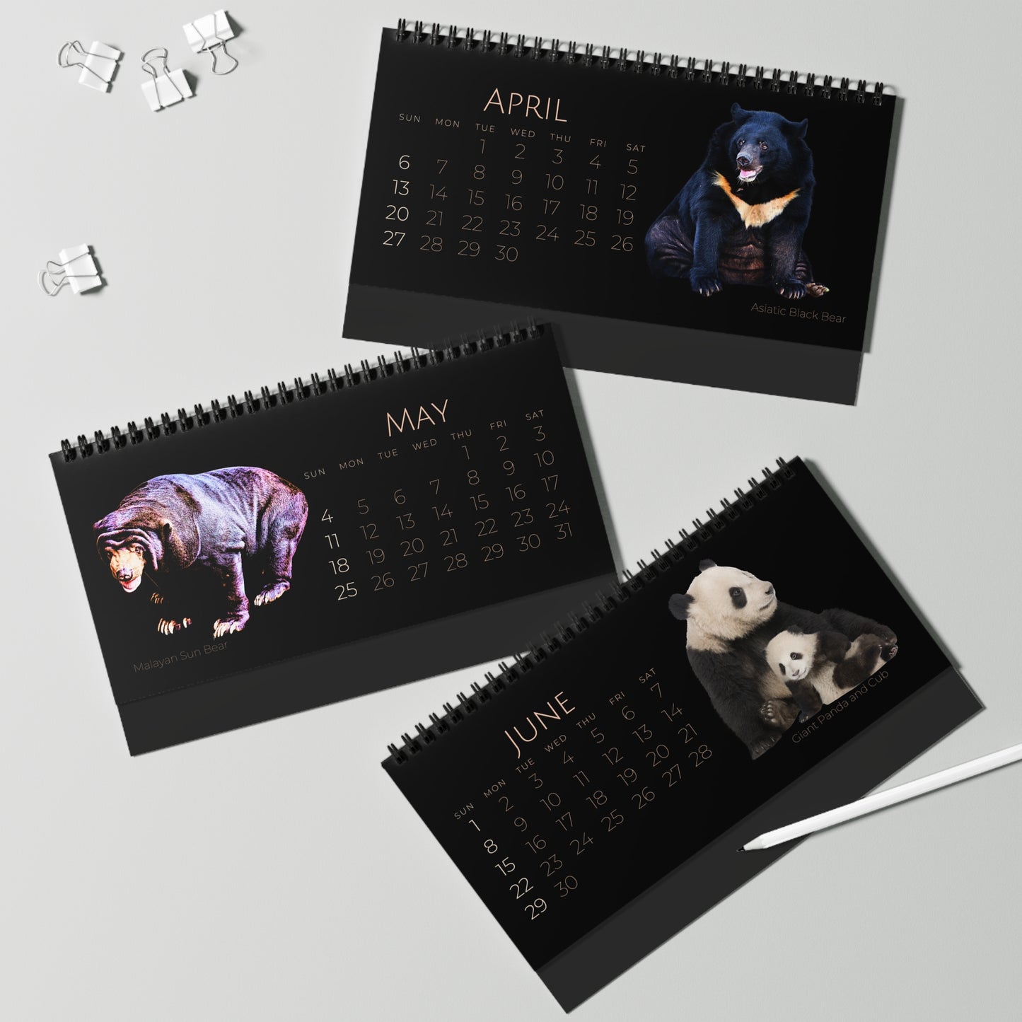 Bodacious Bears of 2025 Desktop Calendar