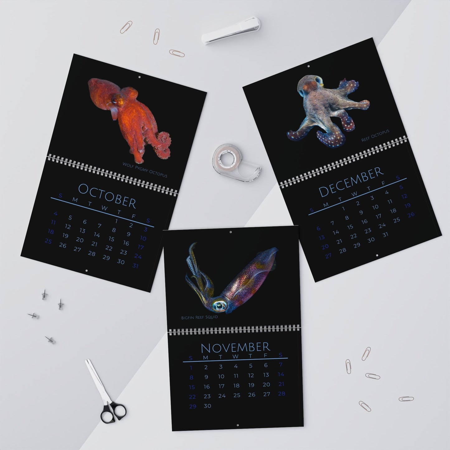 Cephalopods of 2026 Wall Calendar