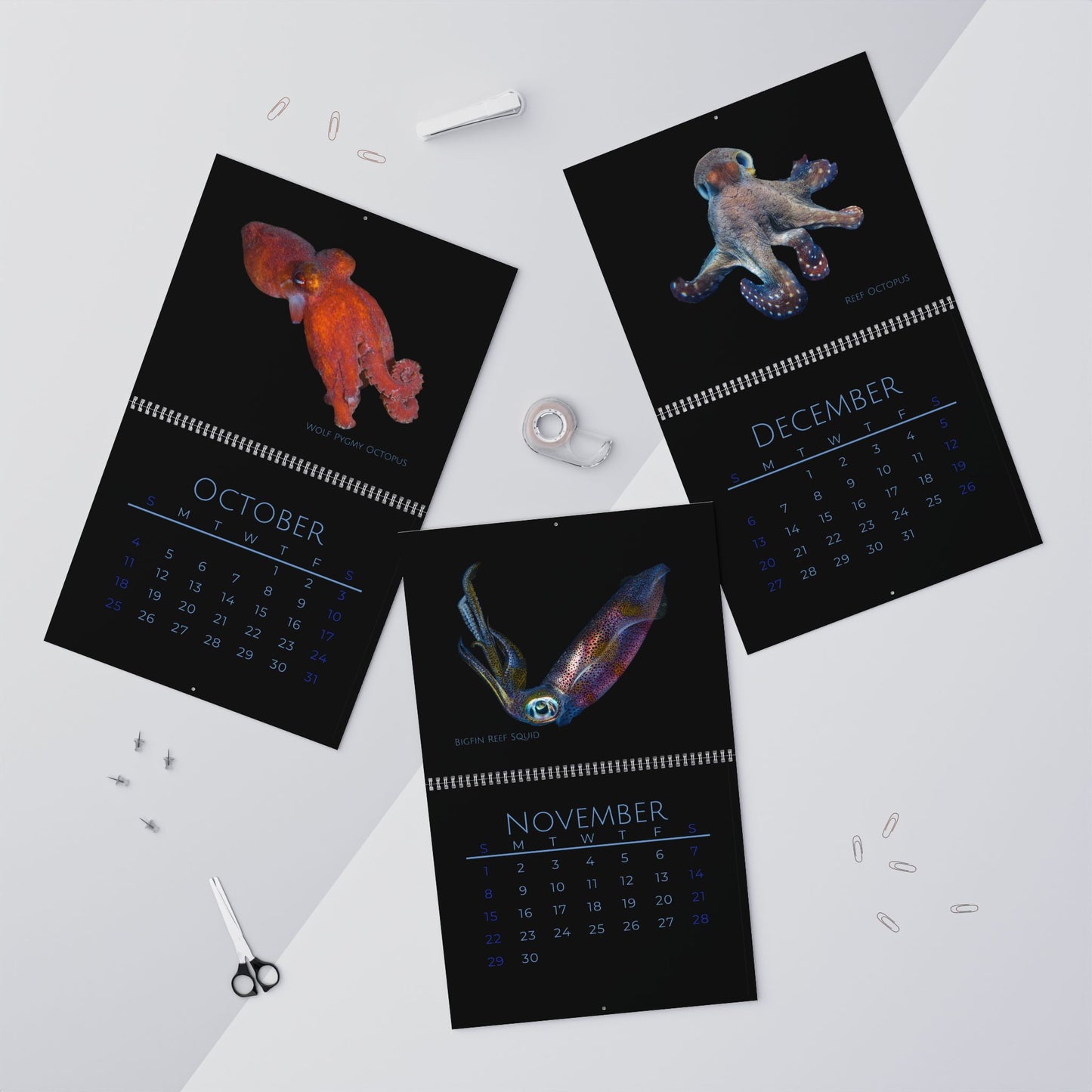 Cephalopods of 2026 Wall Calendar