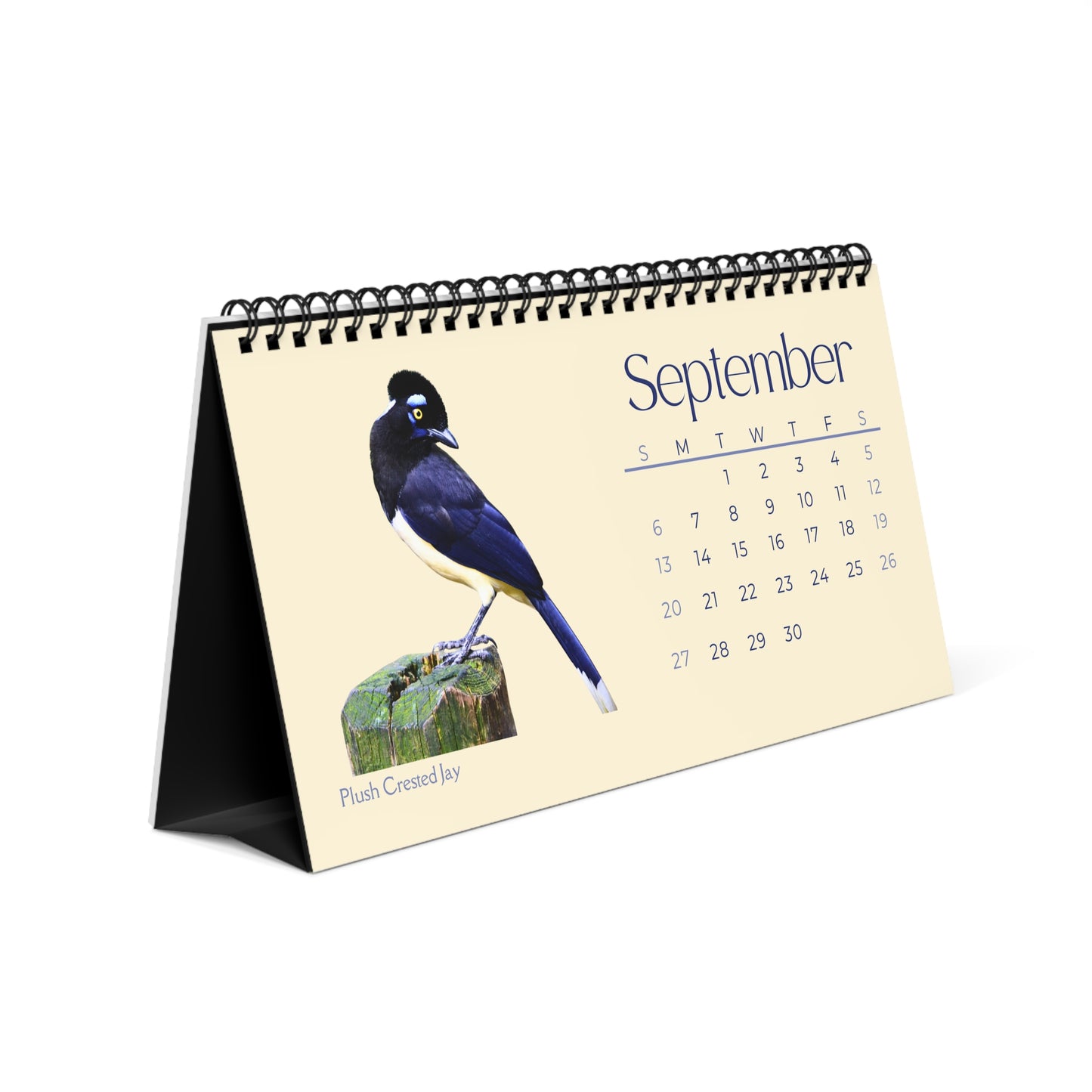 Cool Corvids of 2026 Desktop Calendar