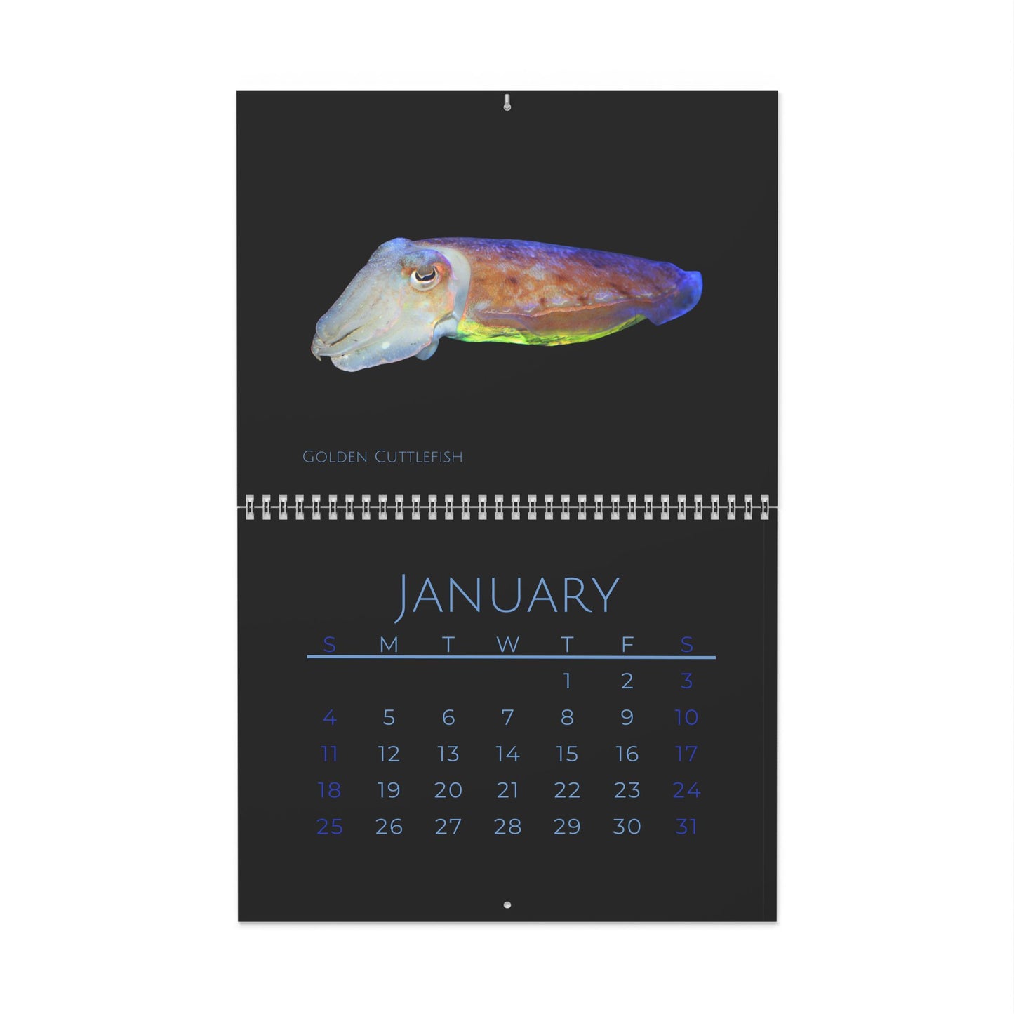 Cephalopods of 2026 Wall Calendar
