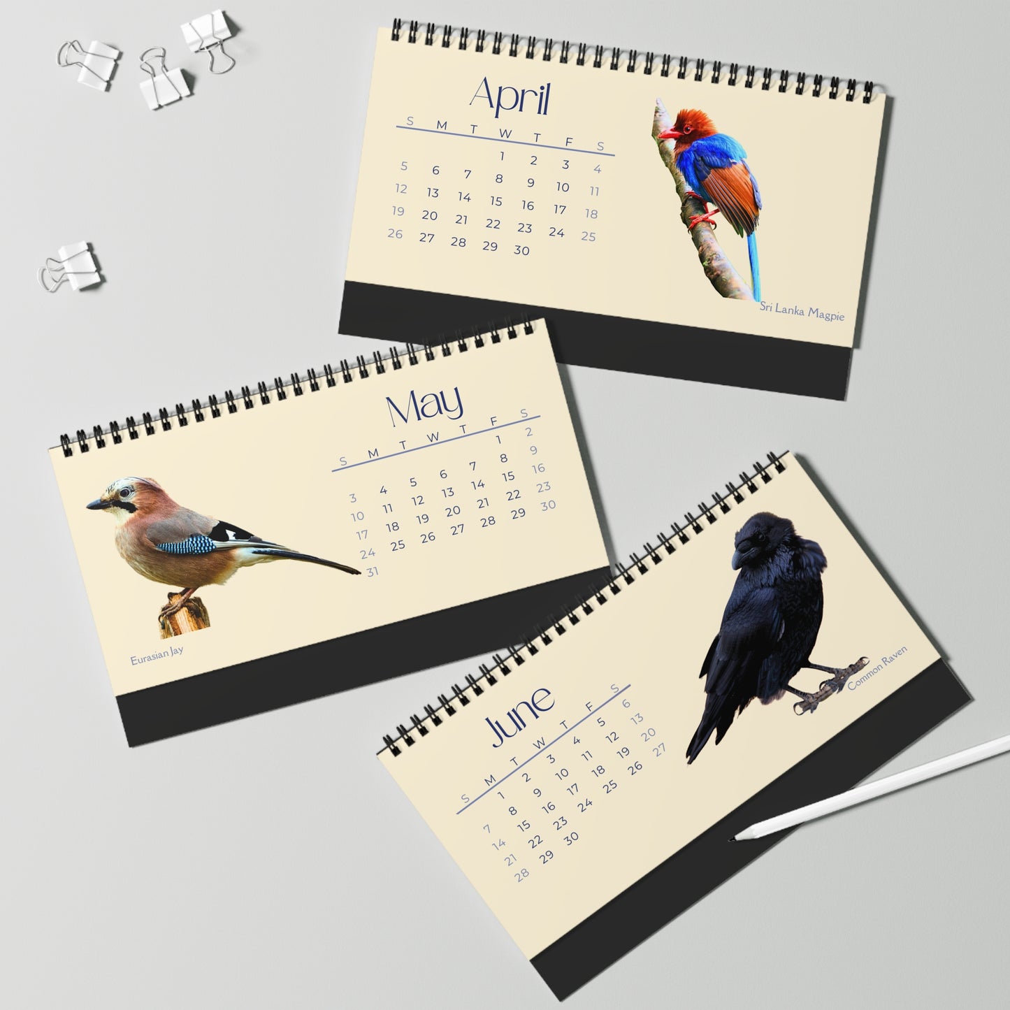 Cool Corvids of 2026 Desktop Calendar