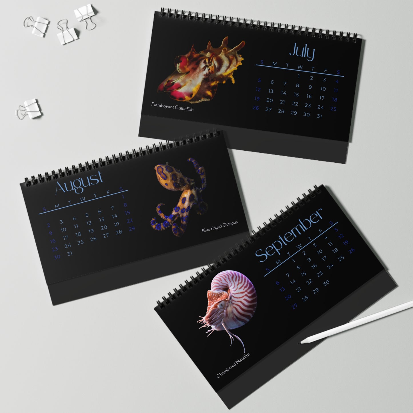 Cephalopods of 2026 Desktop Calendar