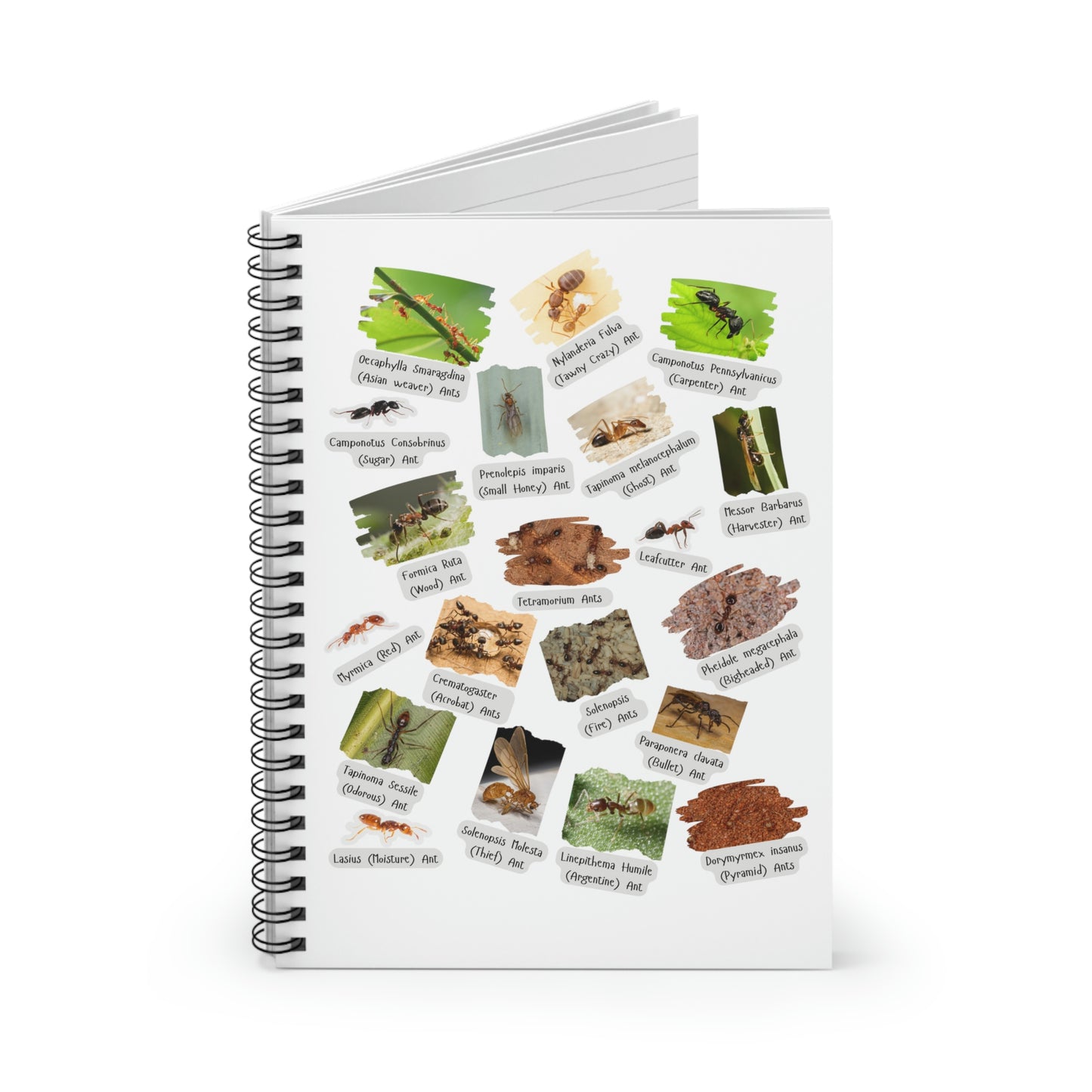 Awesome Ants Spiral Notebook - Ruled Line