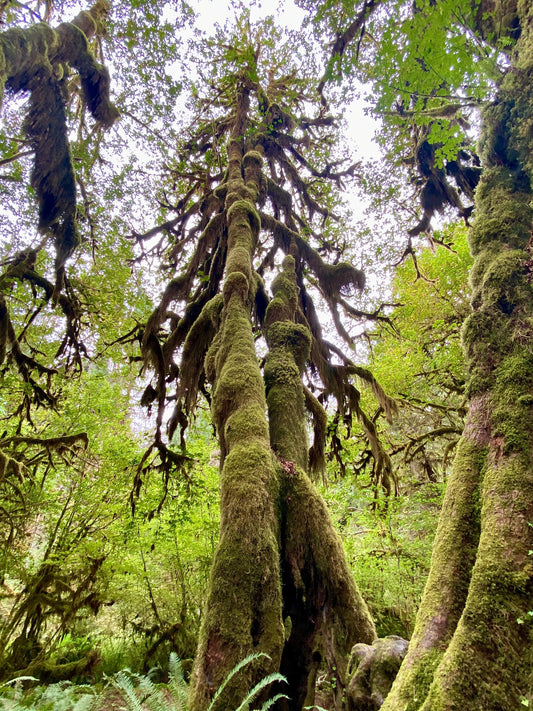 Embracing the Giants: A Guide to Trees in Western Washington