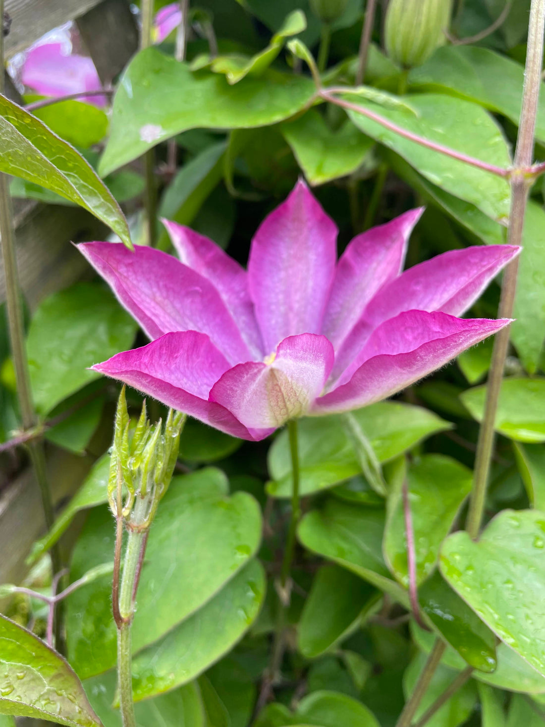 We love Clematis