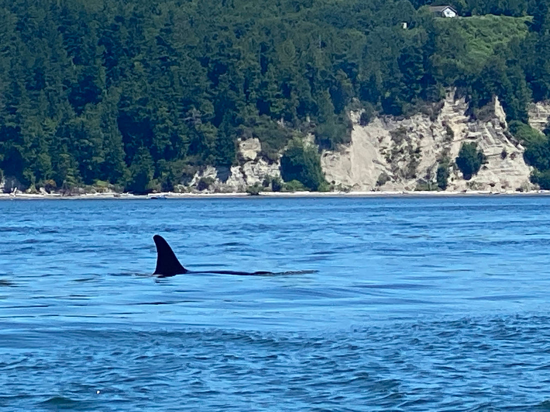 Orca fin in Puget Sound near Port Susan