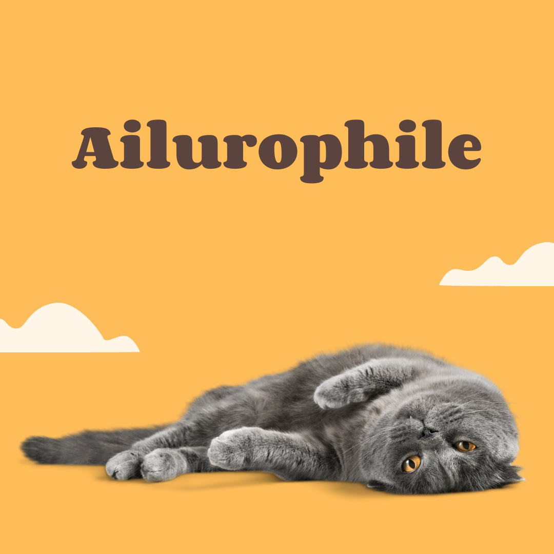 Ailurophile - a person who loves cats