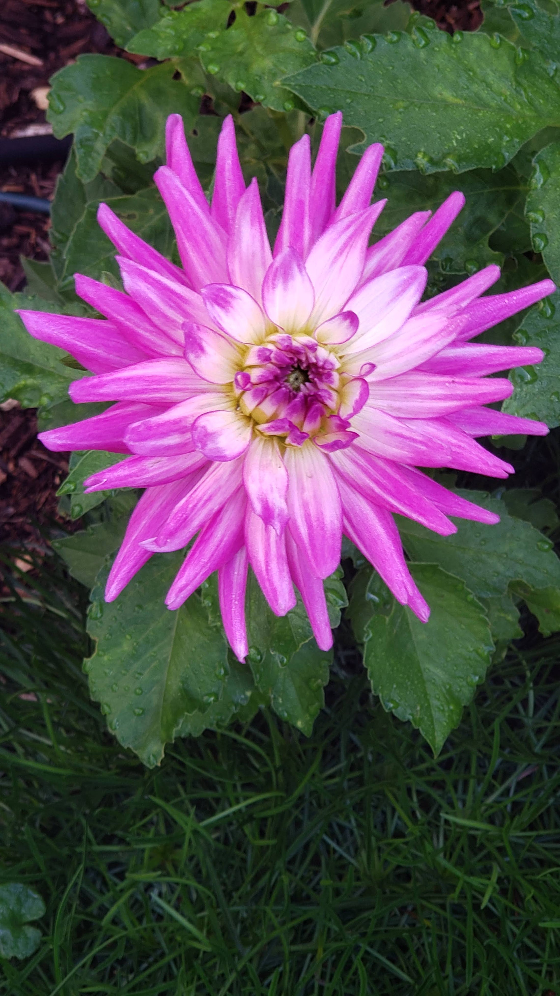 Anthophile a person who loves flowers Edmonds Love