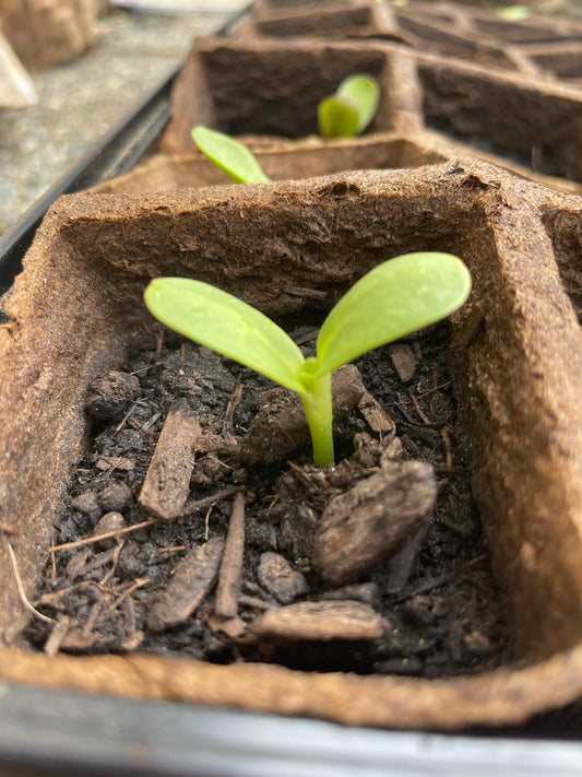 giant sunflower sprout