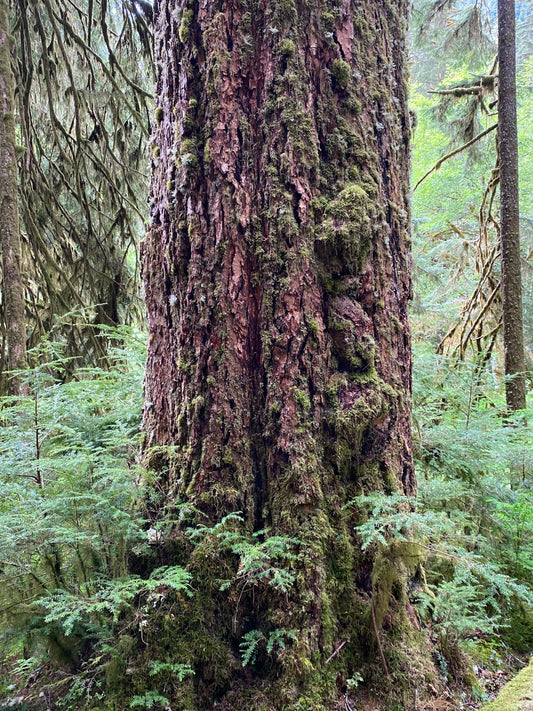 Dendrophile - A person who loves trees